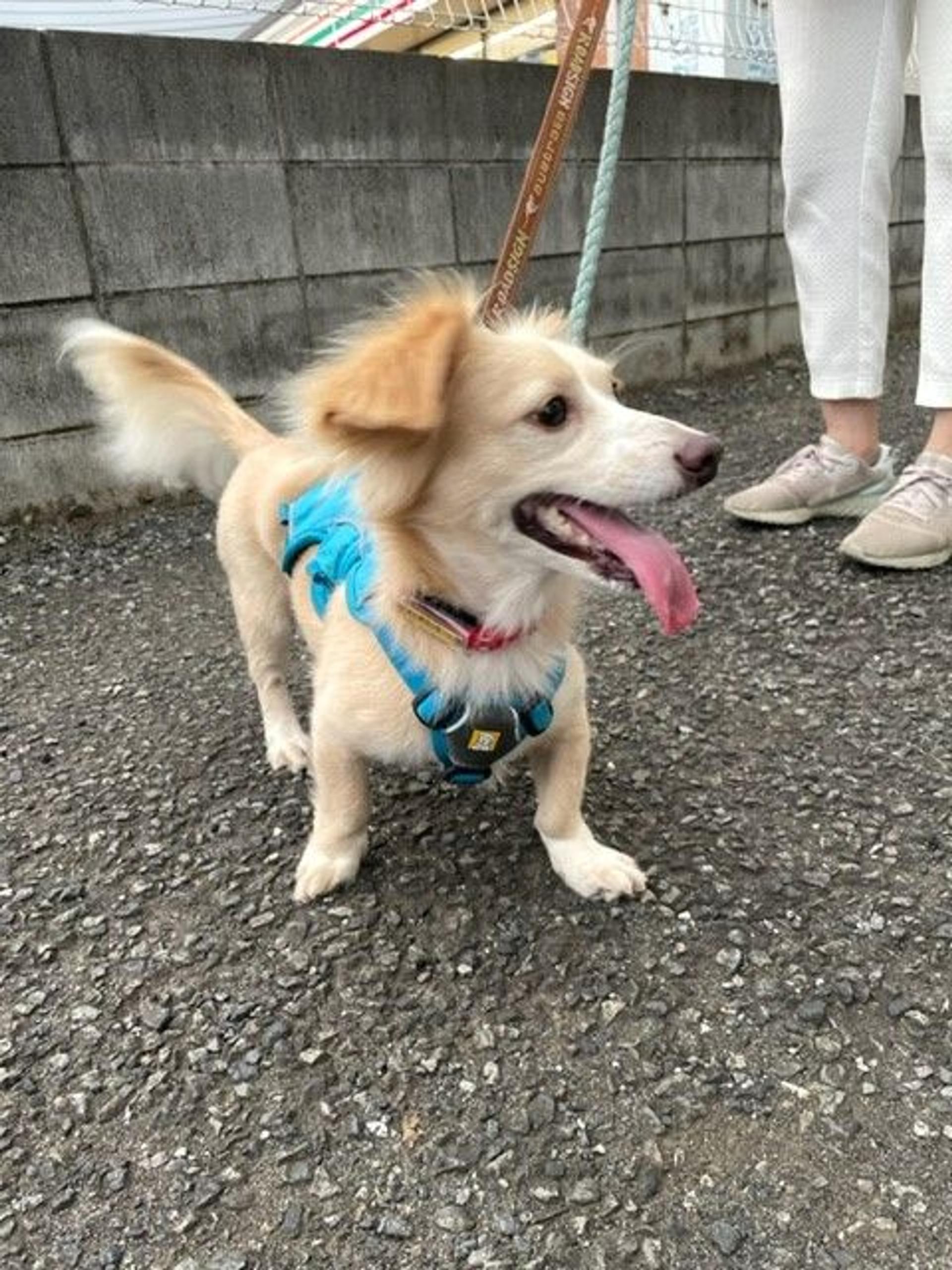 pet-image-2