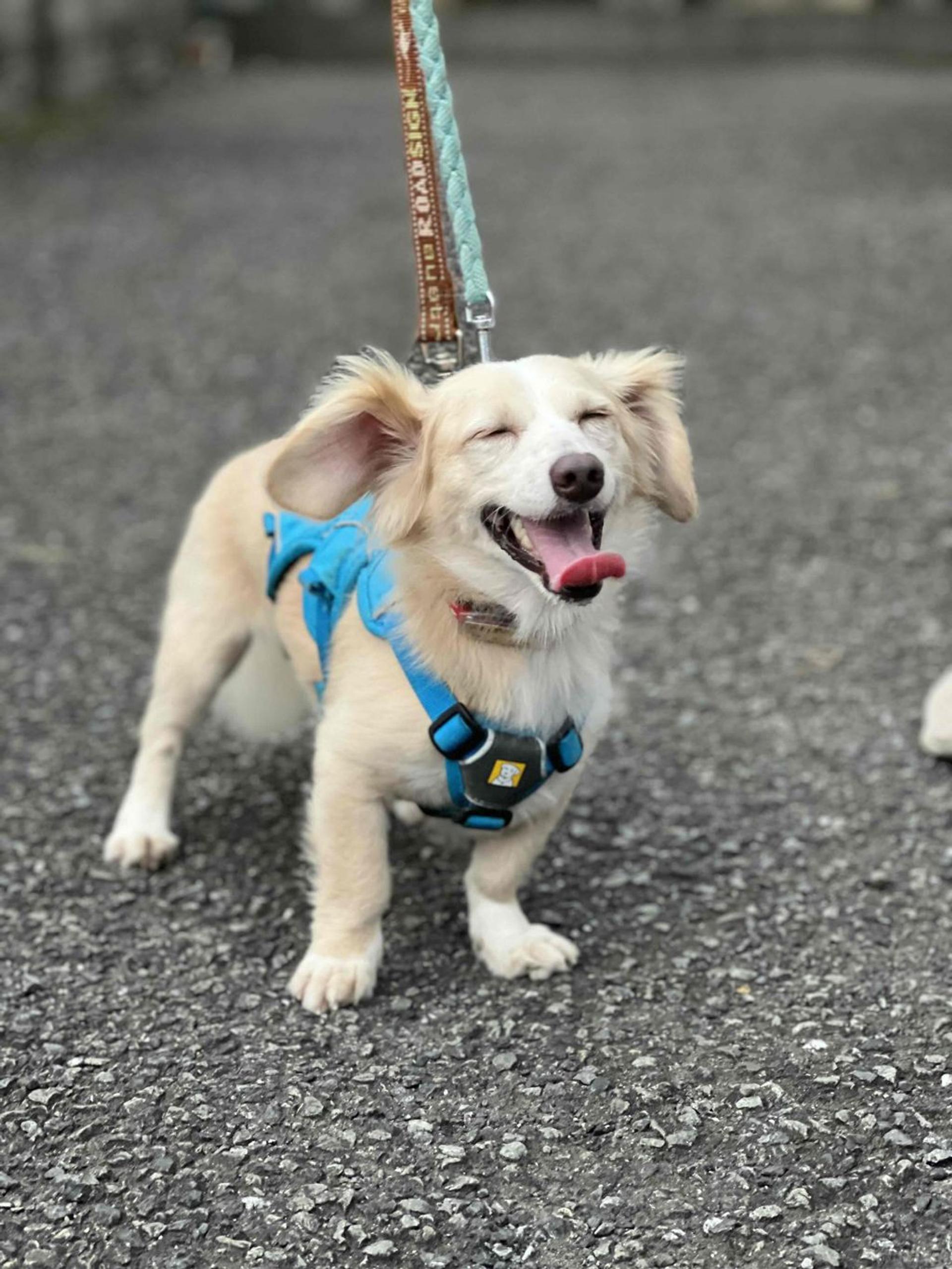 pet-image-4