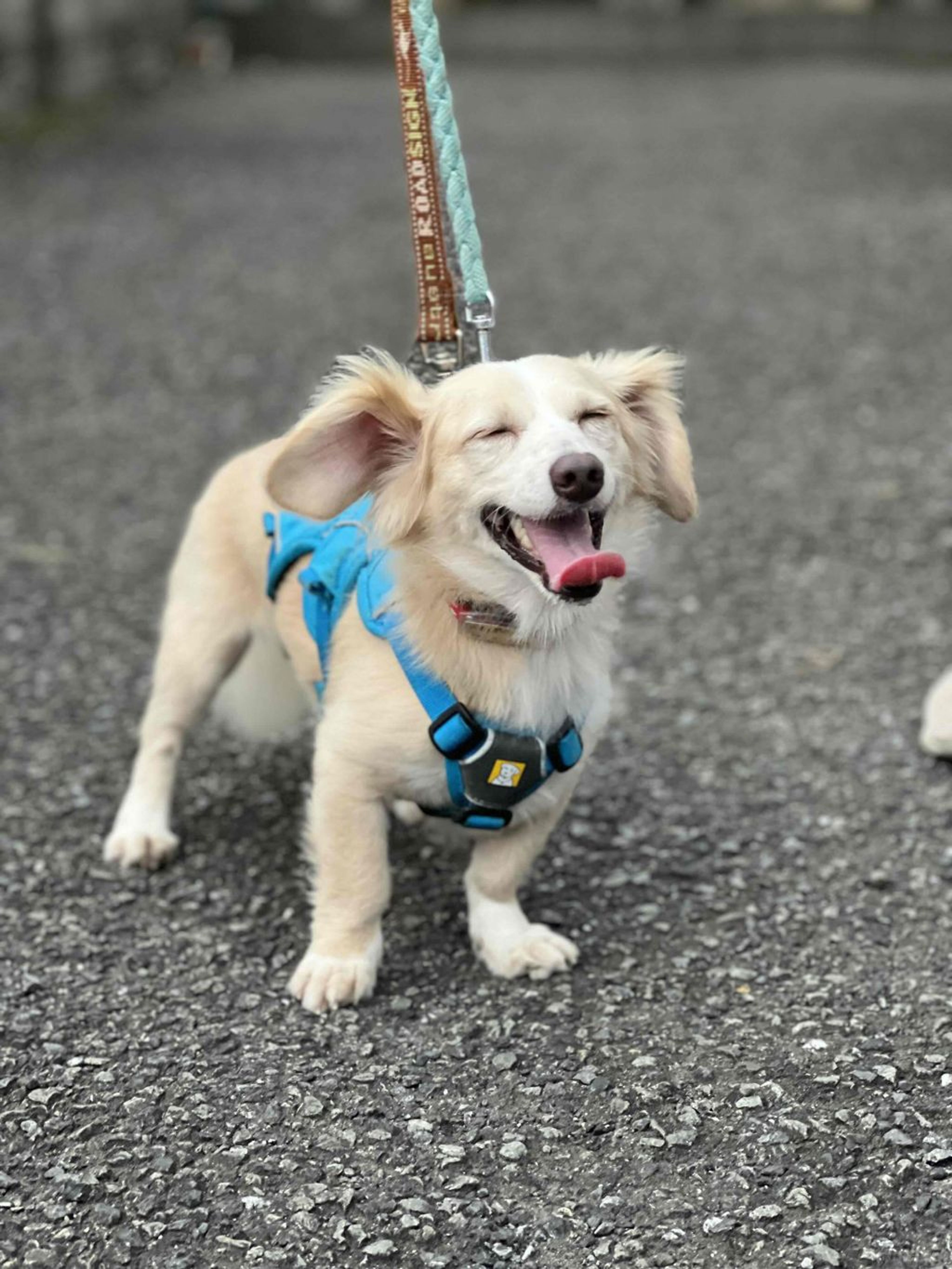 pet-image-4