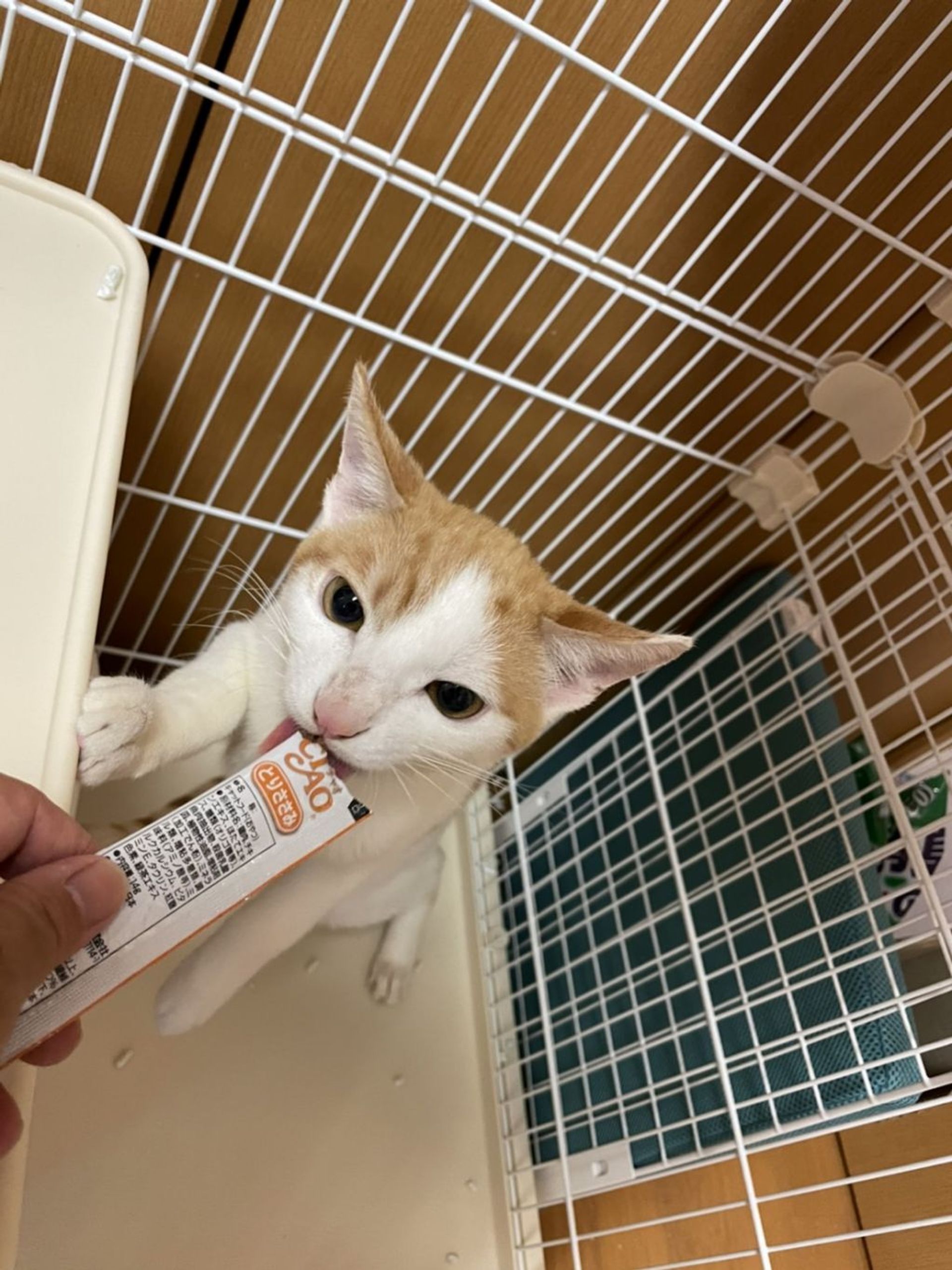 雑種（ミックス猫）・オスの里親募集の写真