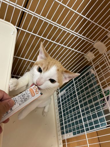 ピン君の写真