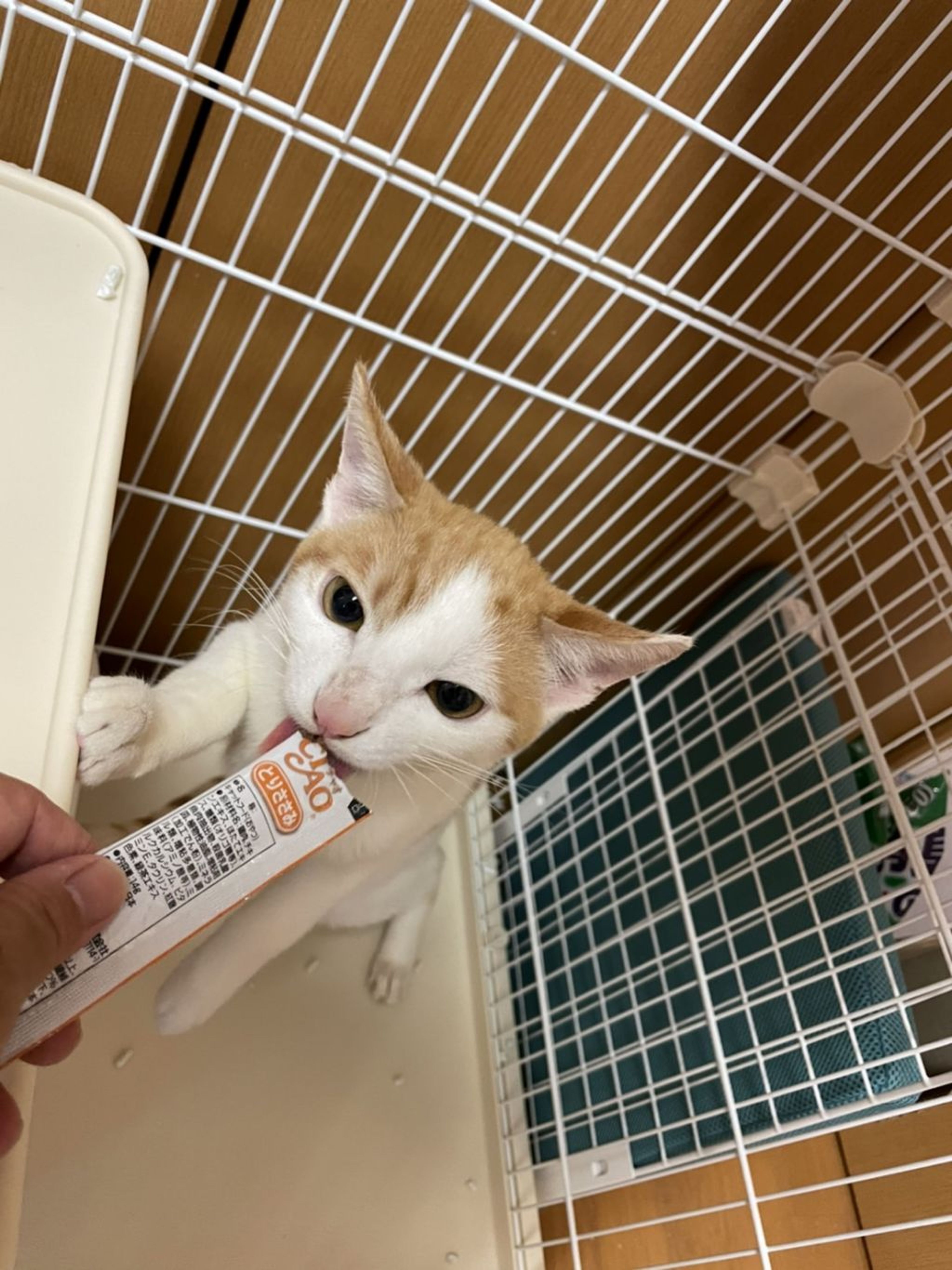 雑種（ミックス猫）・オスの里親募集の写真