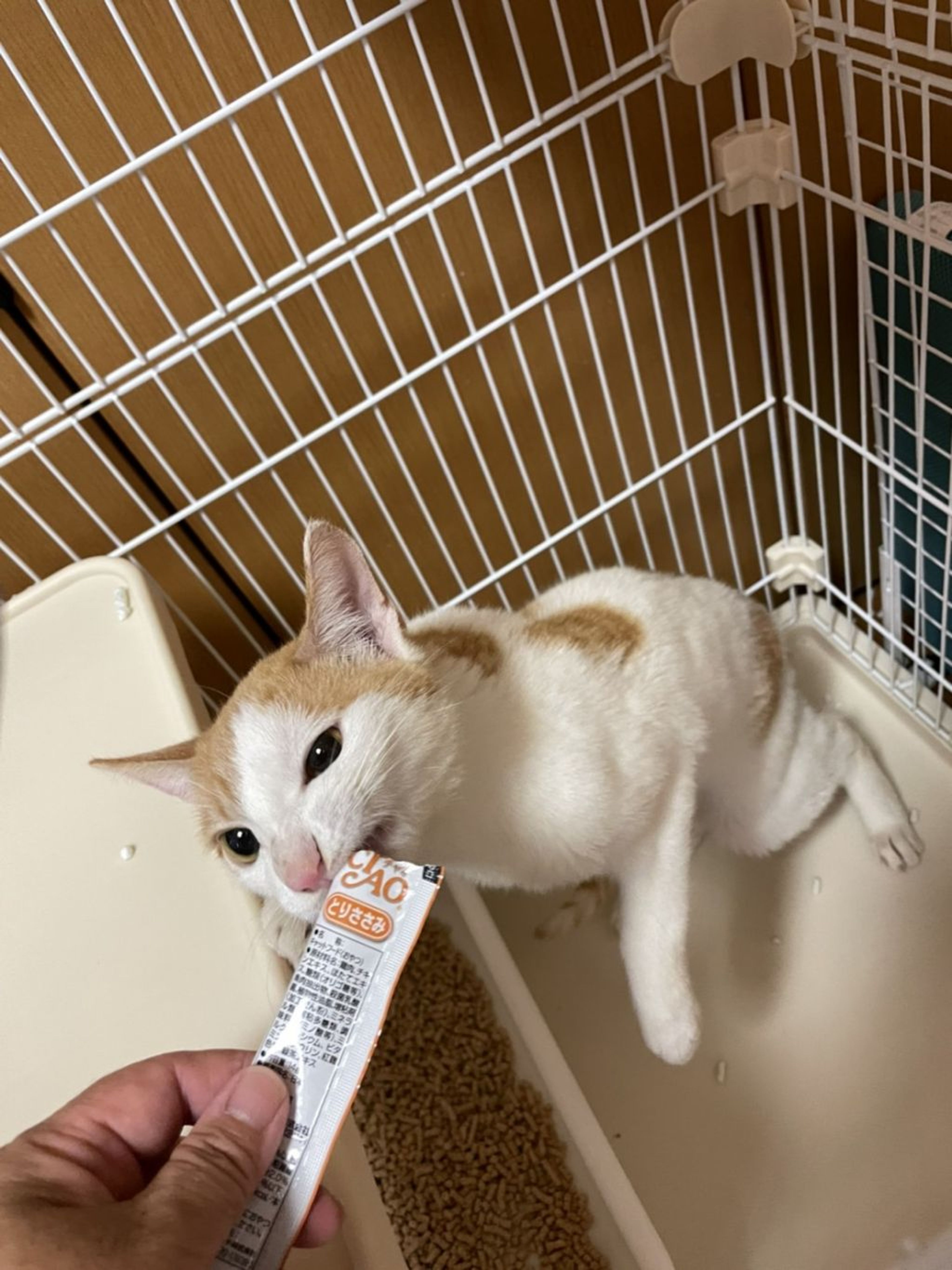pet-image-2