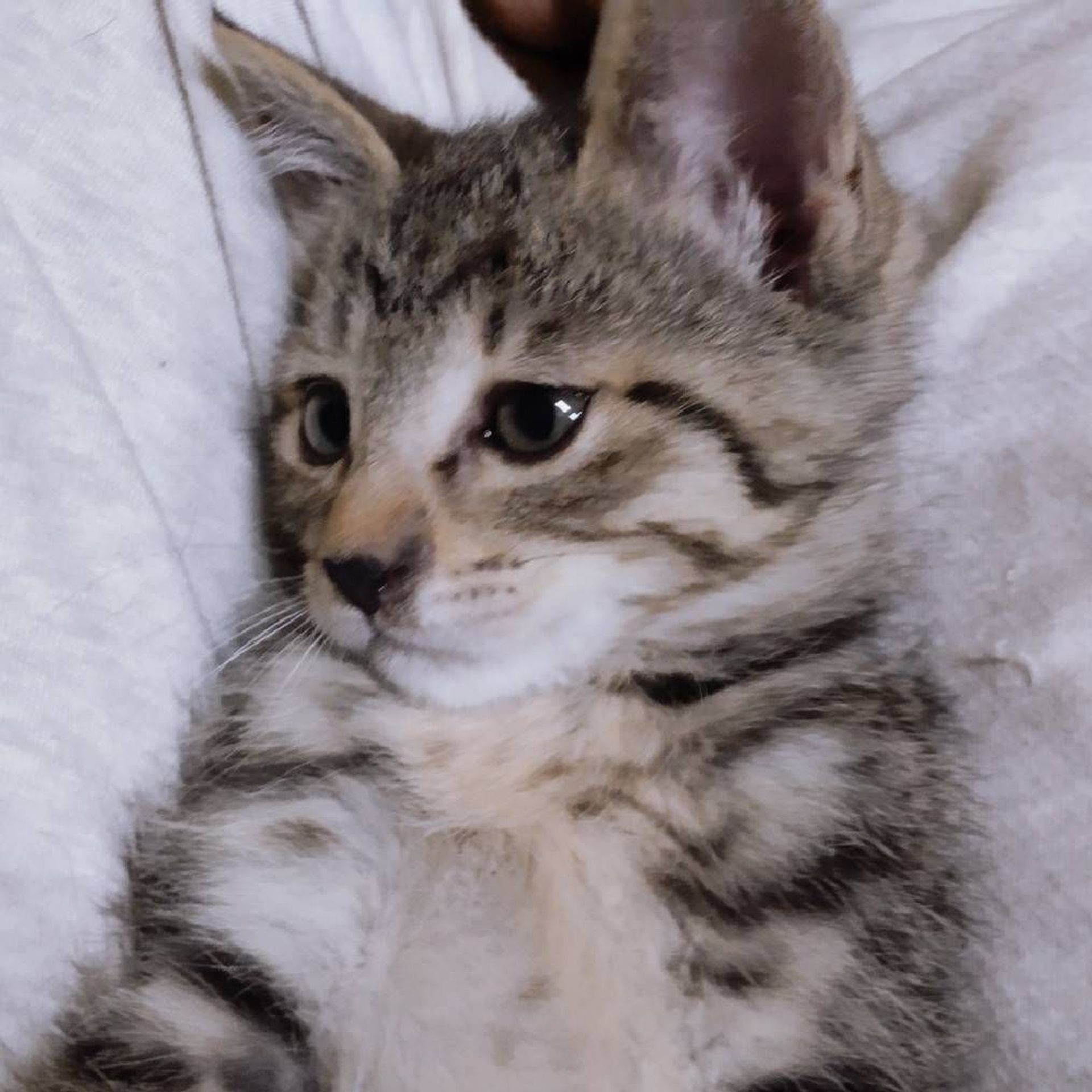 雑種（ミックス猫）・メスの里親募集の写真