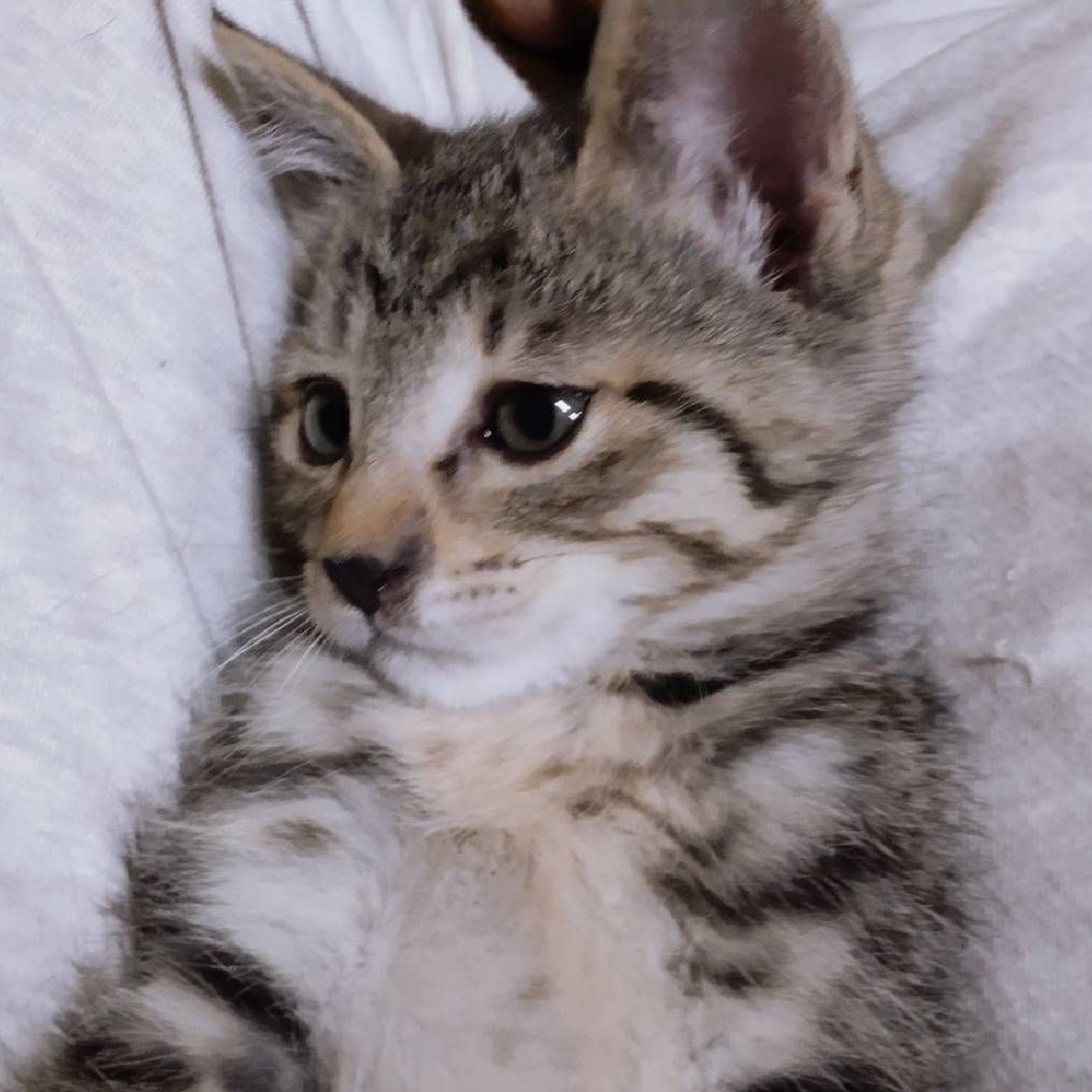 雑種（ミックス猫）・メスの里親募集の写真