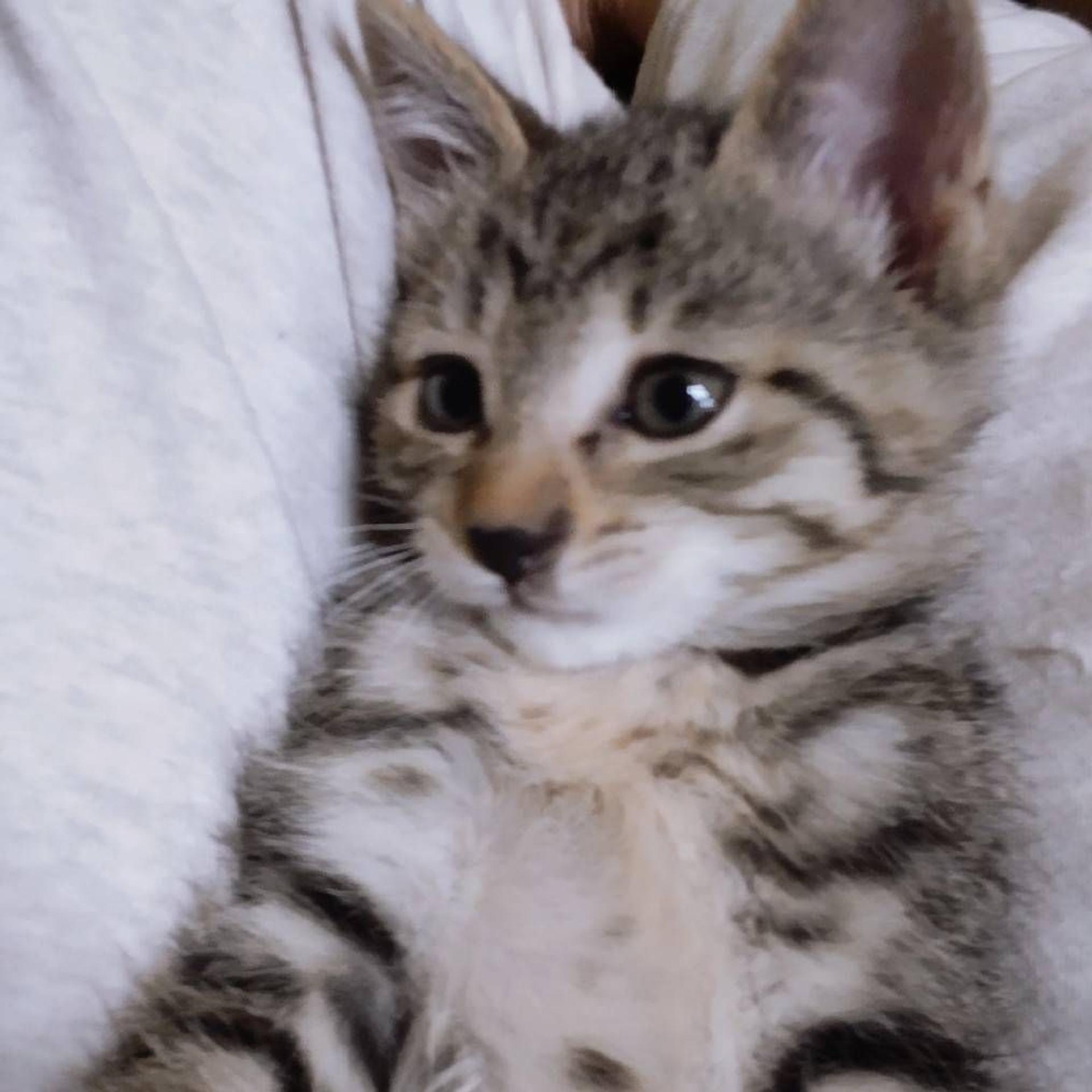 pet-image-2