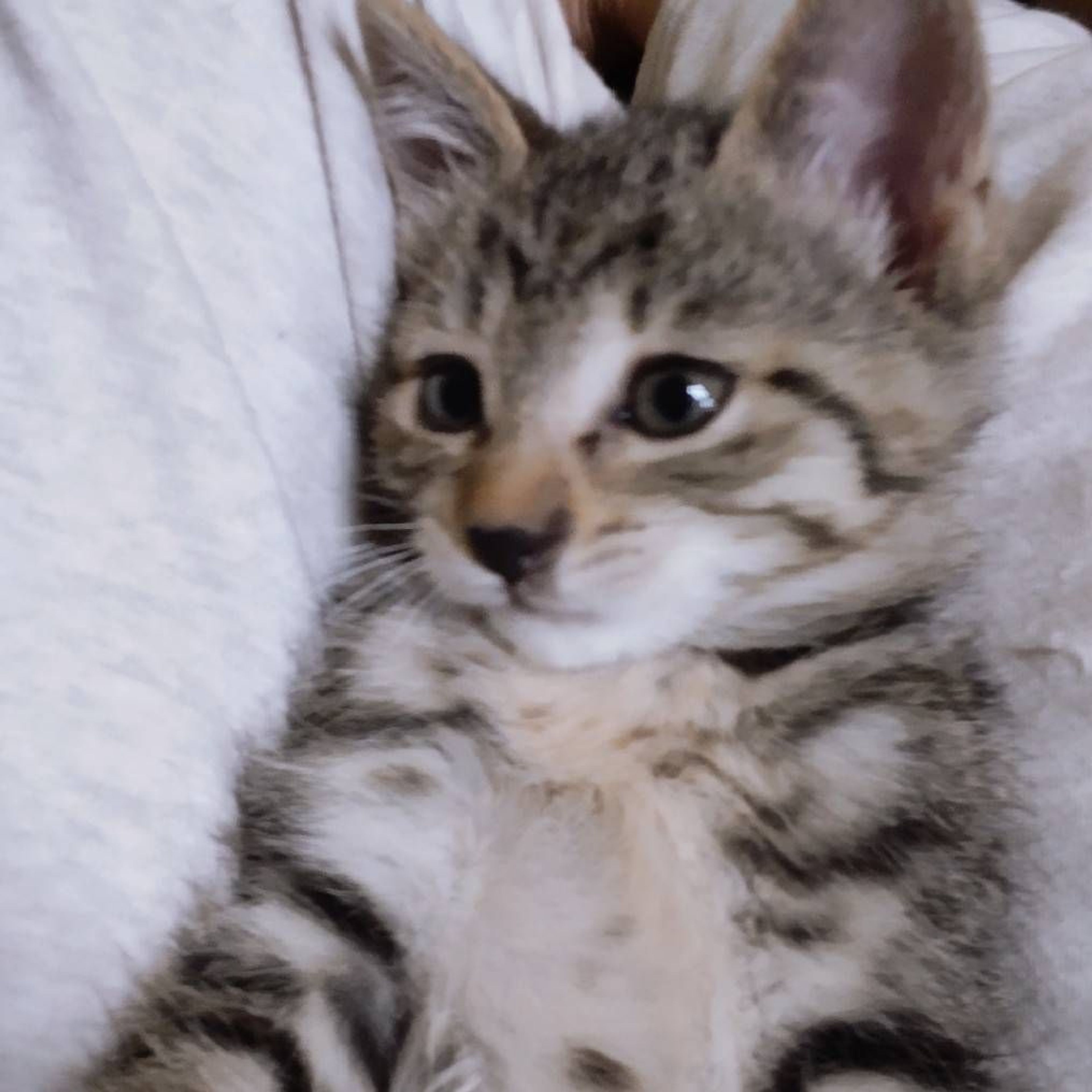 pet-image-2
