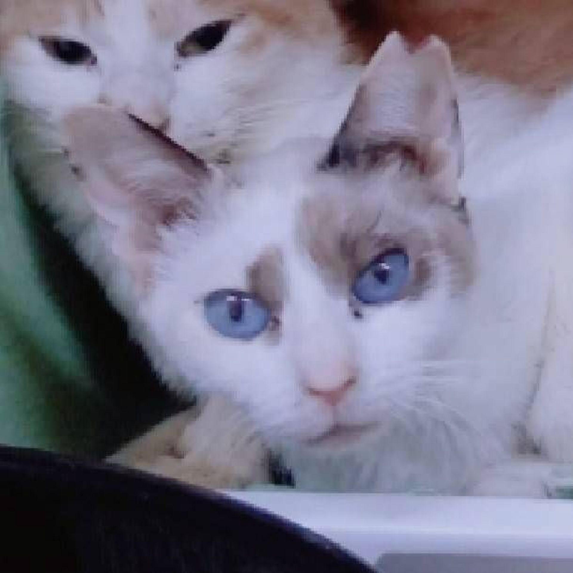 雑種（ミックス猫）・メスの里親募集の写真
