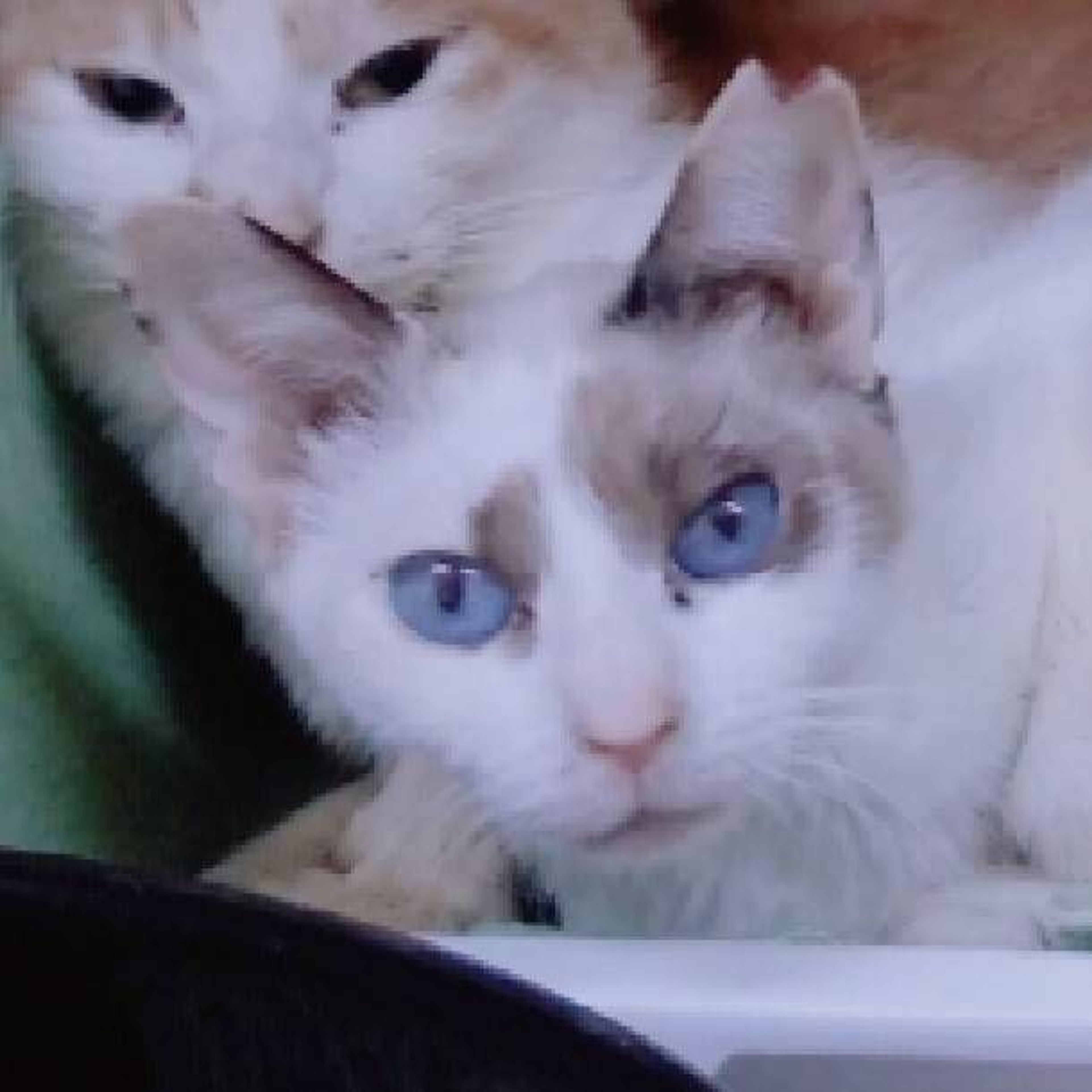 雑種（ミックス猫）・メスの里親募集の写真