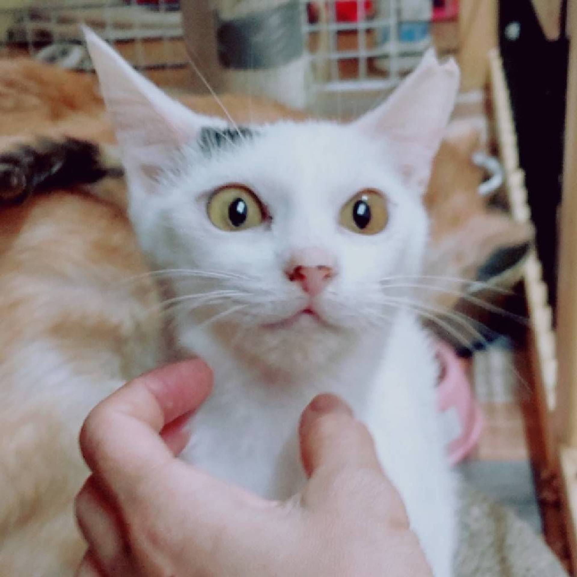 雑種（ミックス猫）・メスの里親募集の写真