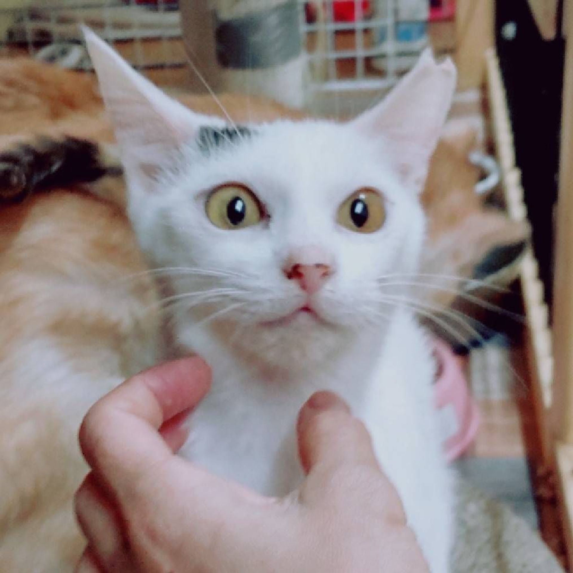 雑種（ミックス猫）・メスの里親募集の写真
