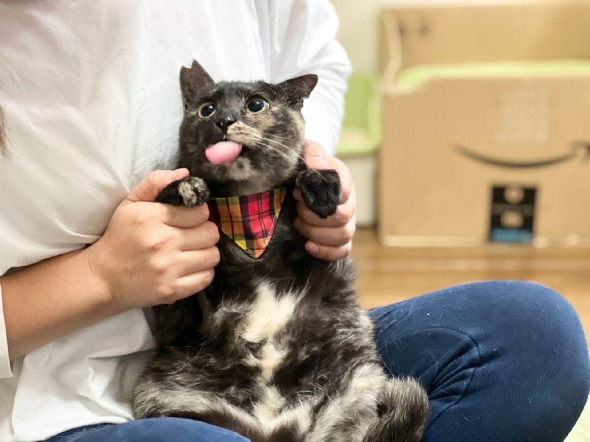 雑種（ミックス猫）・メスの里親募集の写真