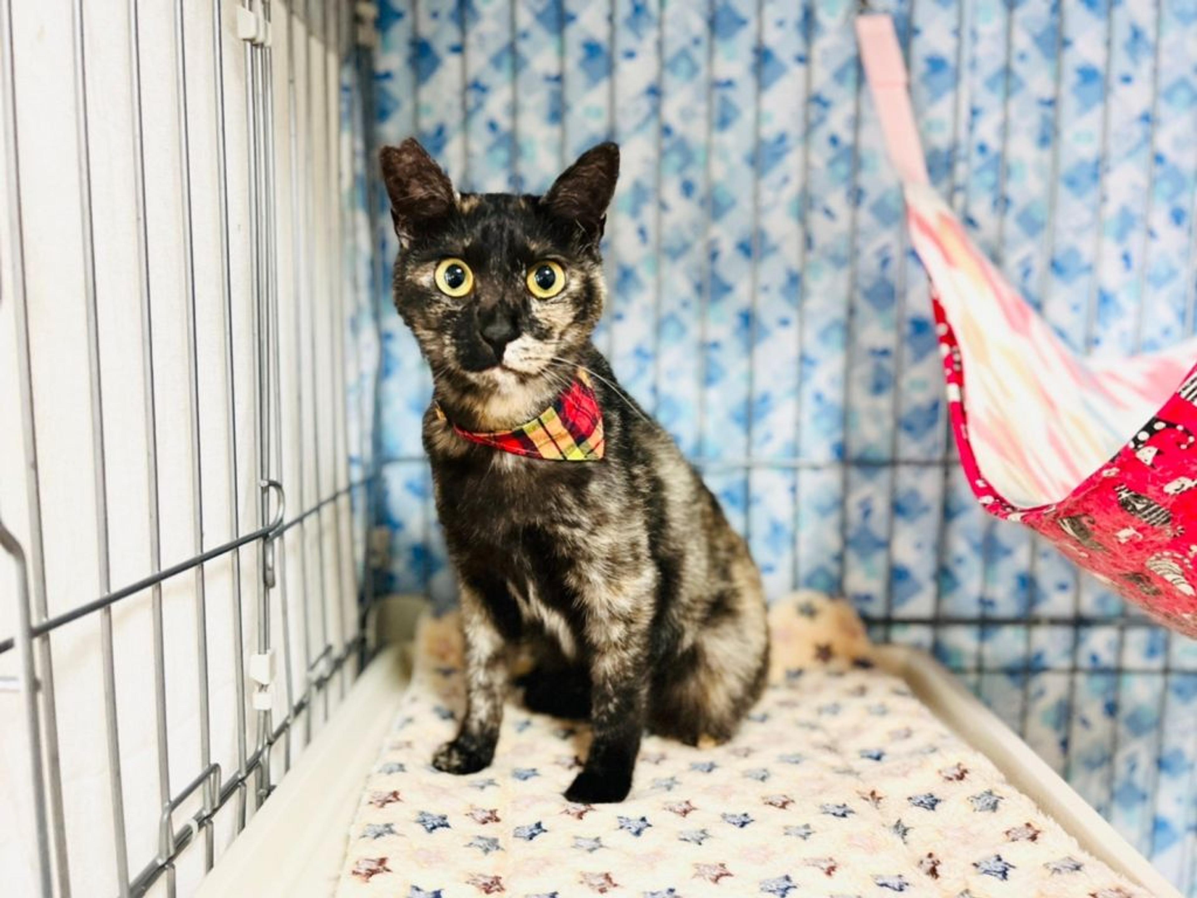 pet-image-4
