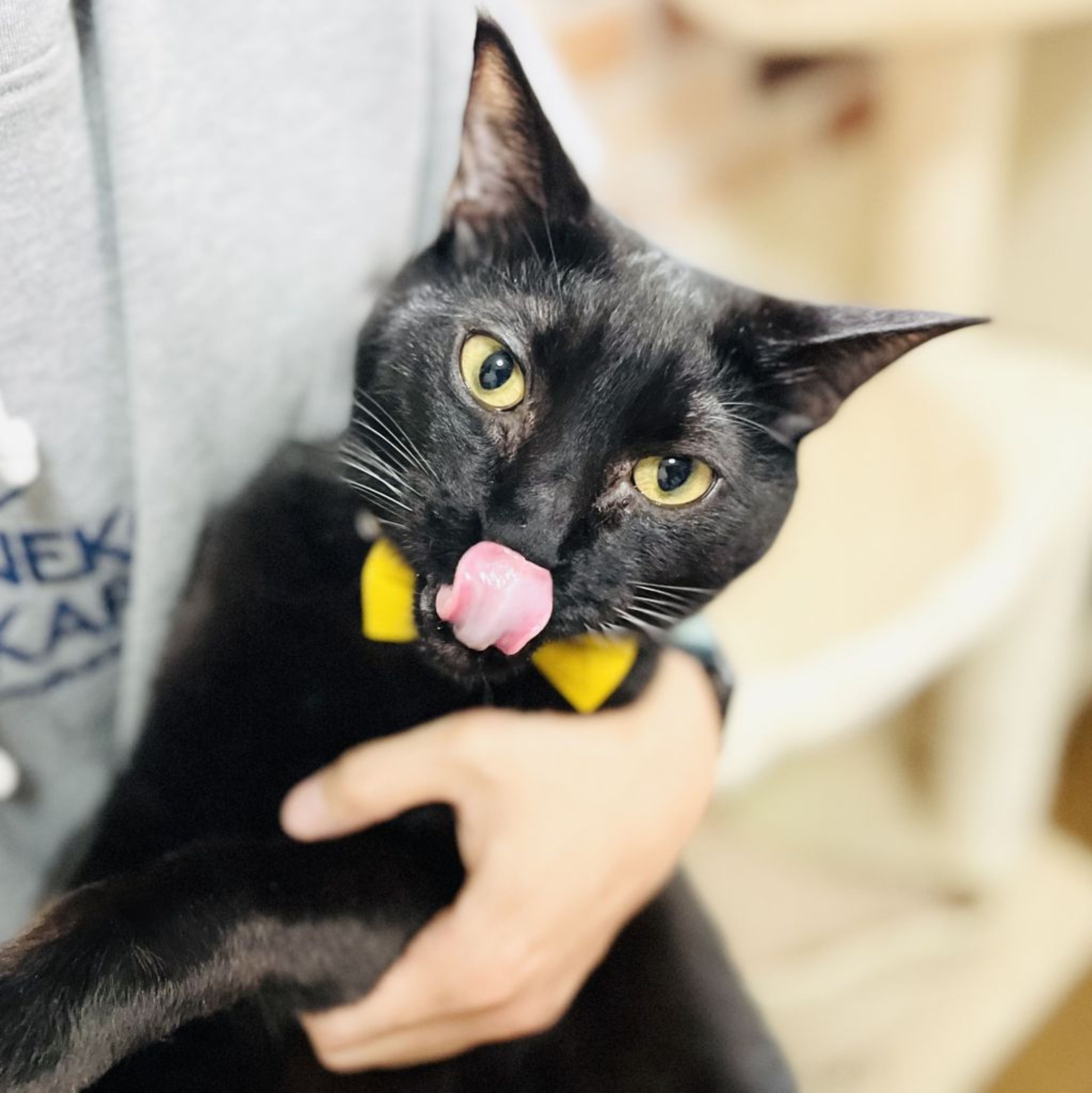 pet-image-3