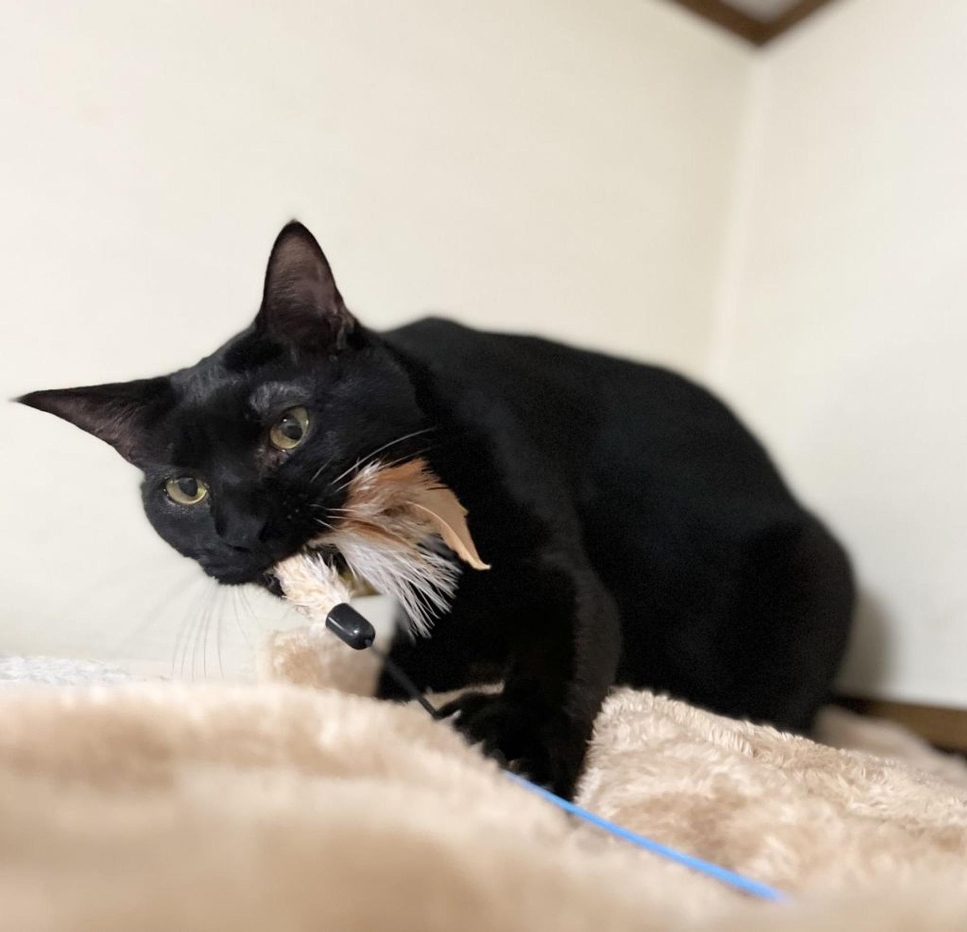 pet-image-5
