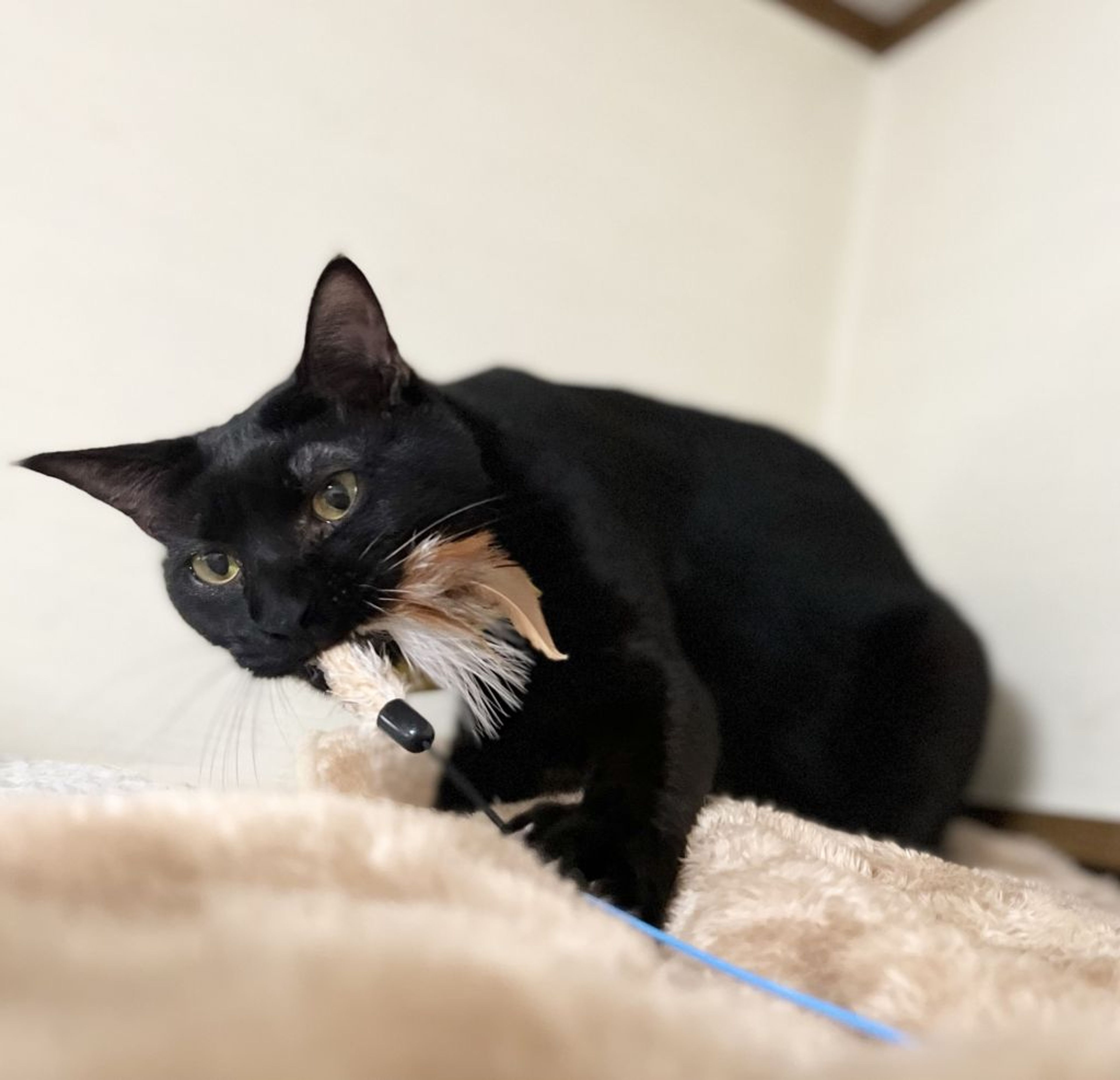 pet-image-5