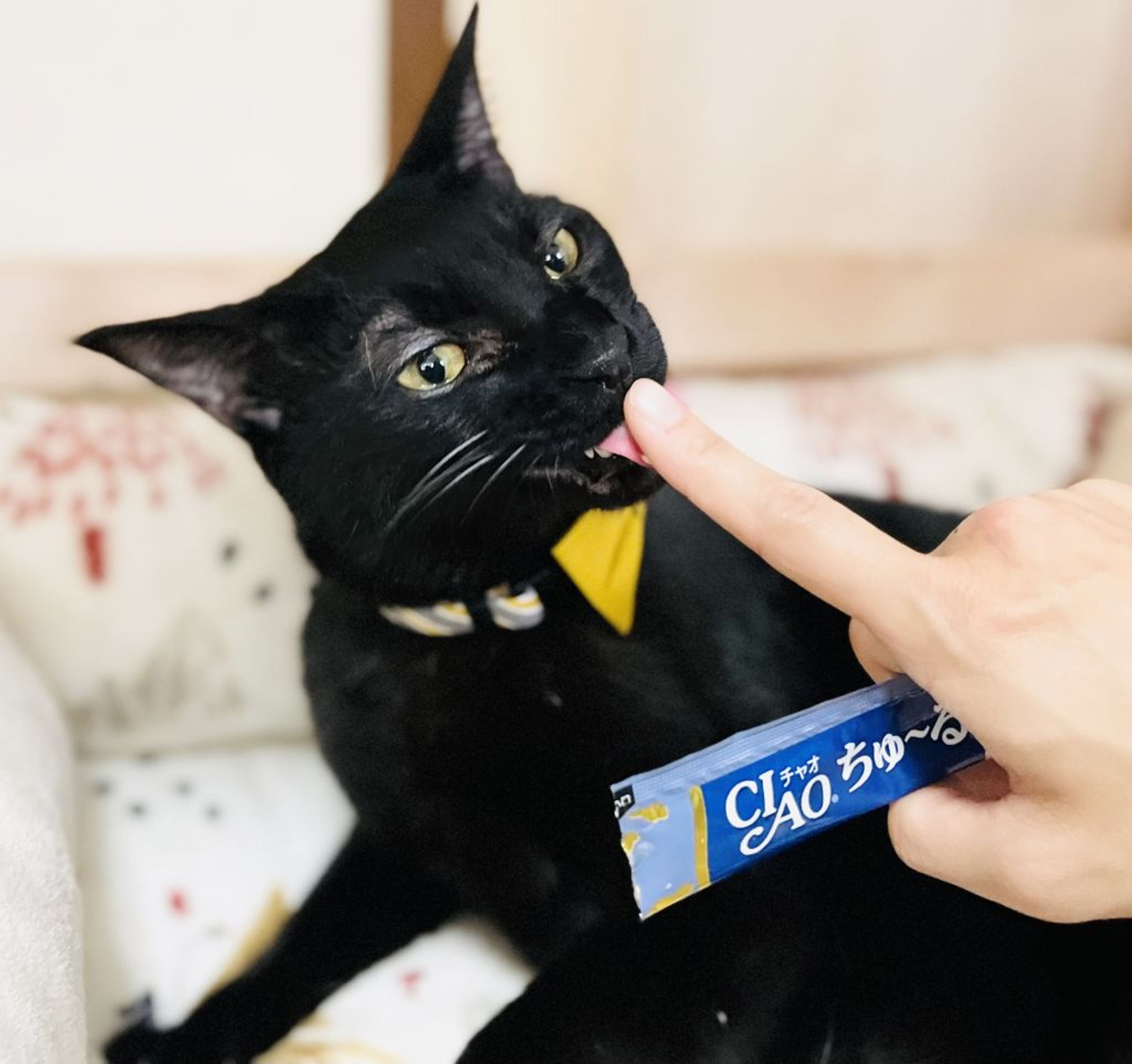 pet-image-6