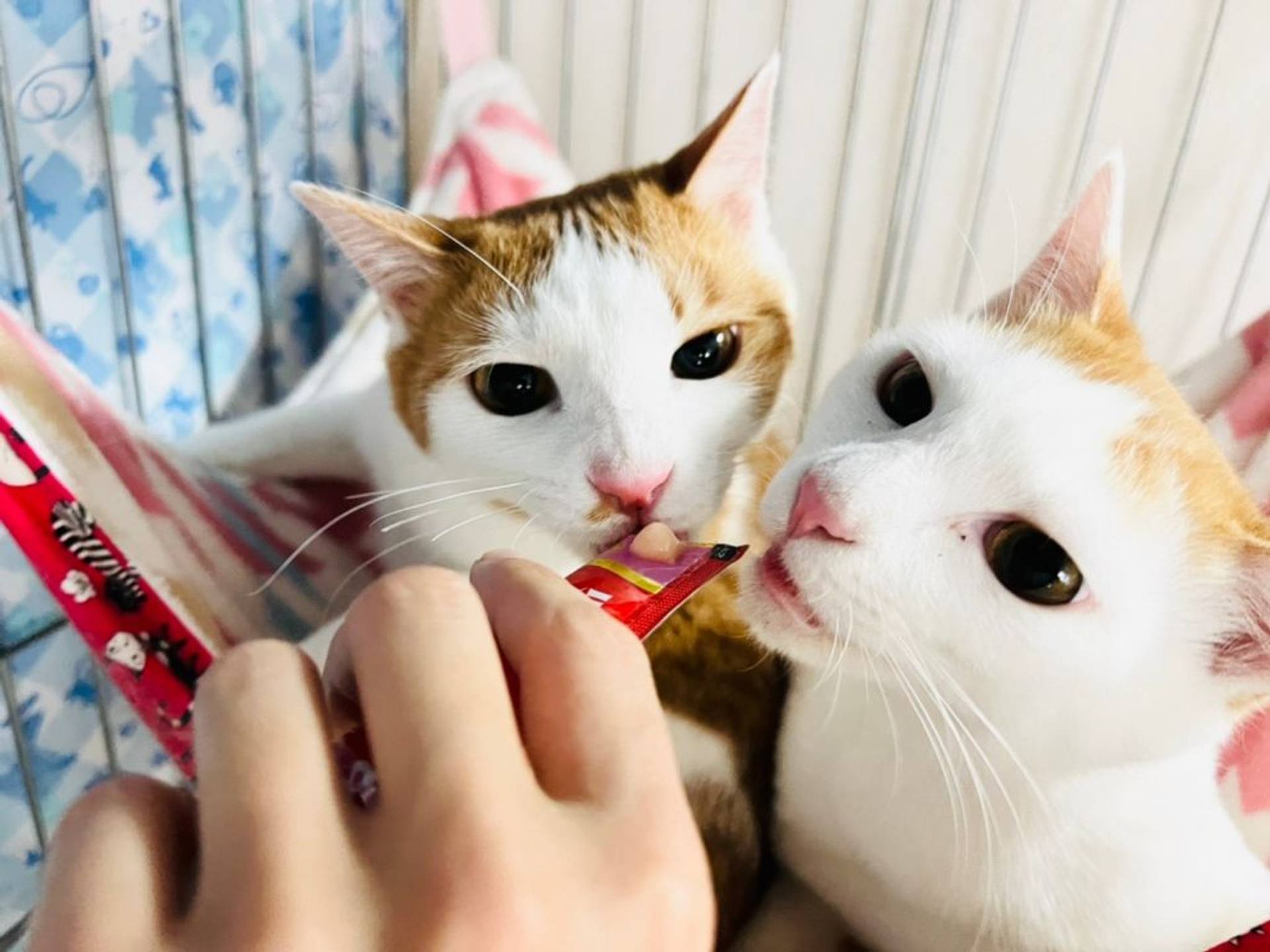 雑種（ミックス猫）・オスの里親募集の写真