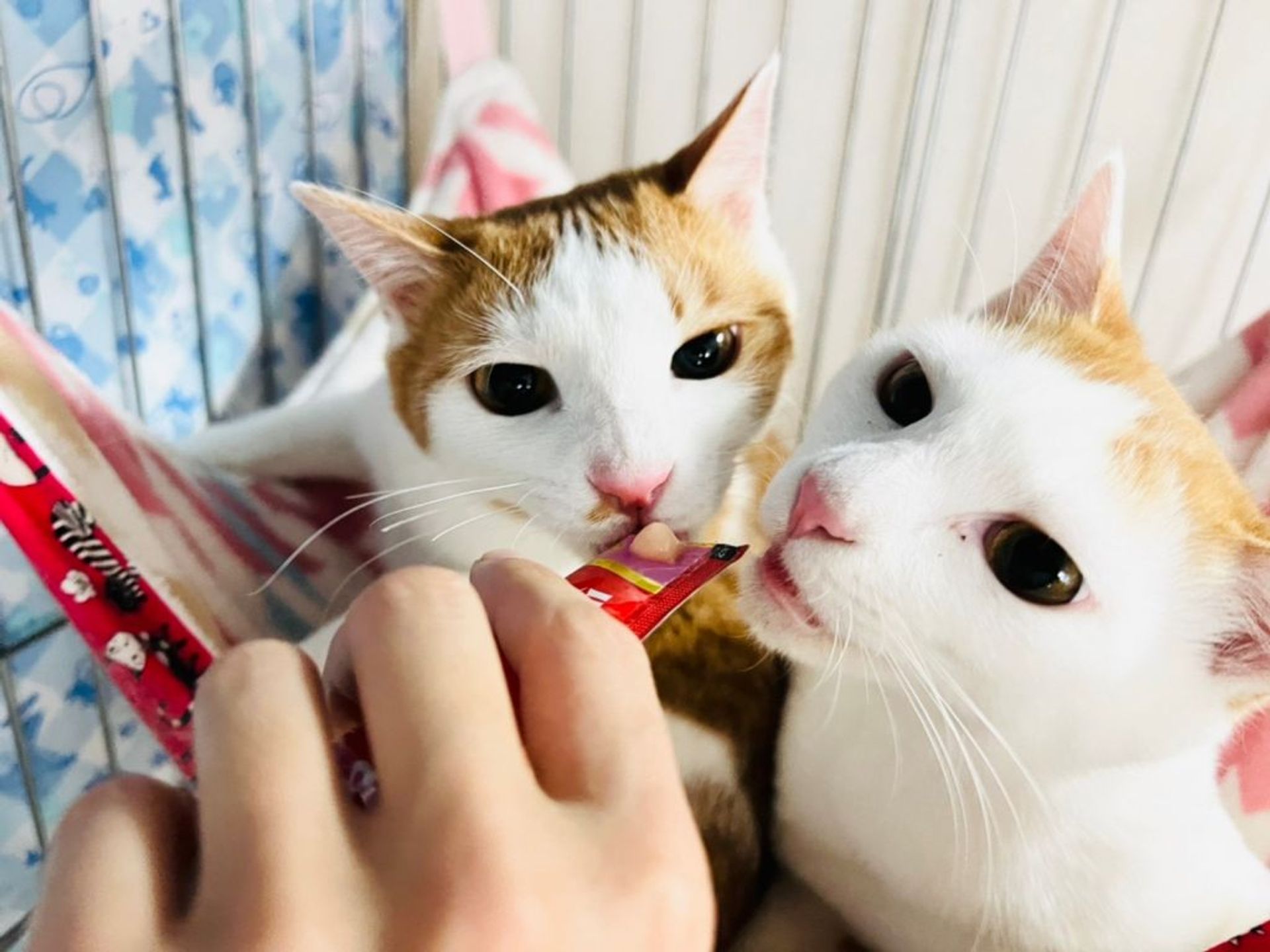 雑種（ミックス猫）・オスの里親募集の写真