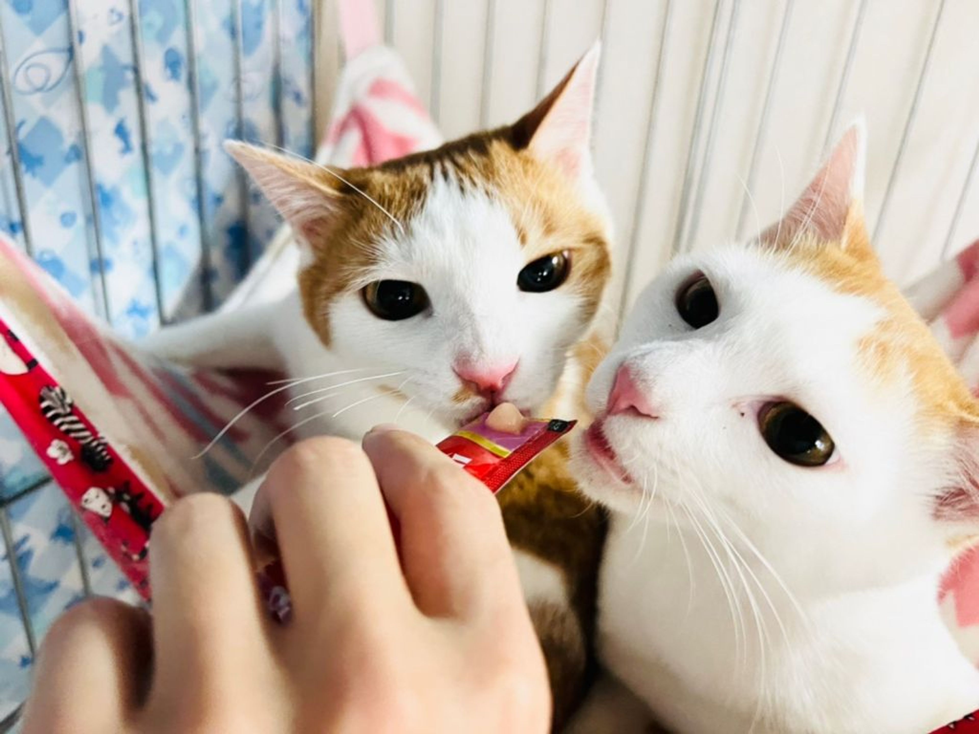 雑種（ミックス猫）・オスの里親募集の写真