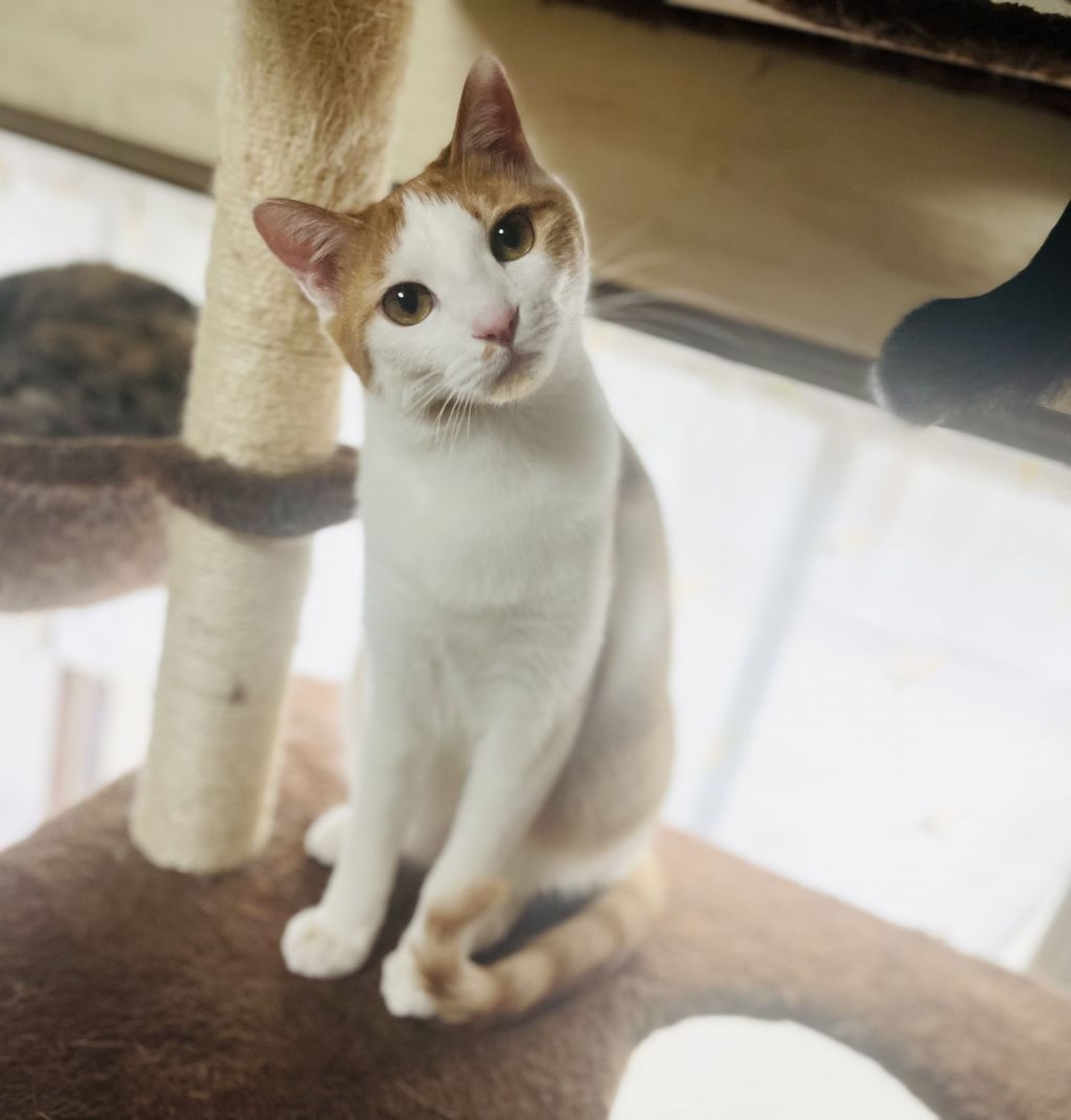 pet-image-3