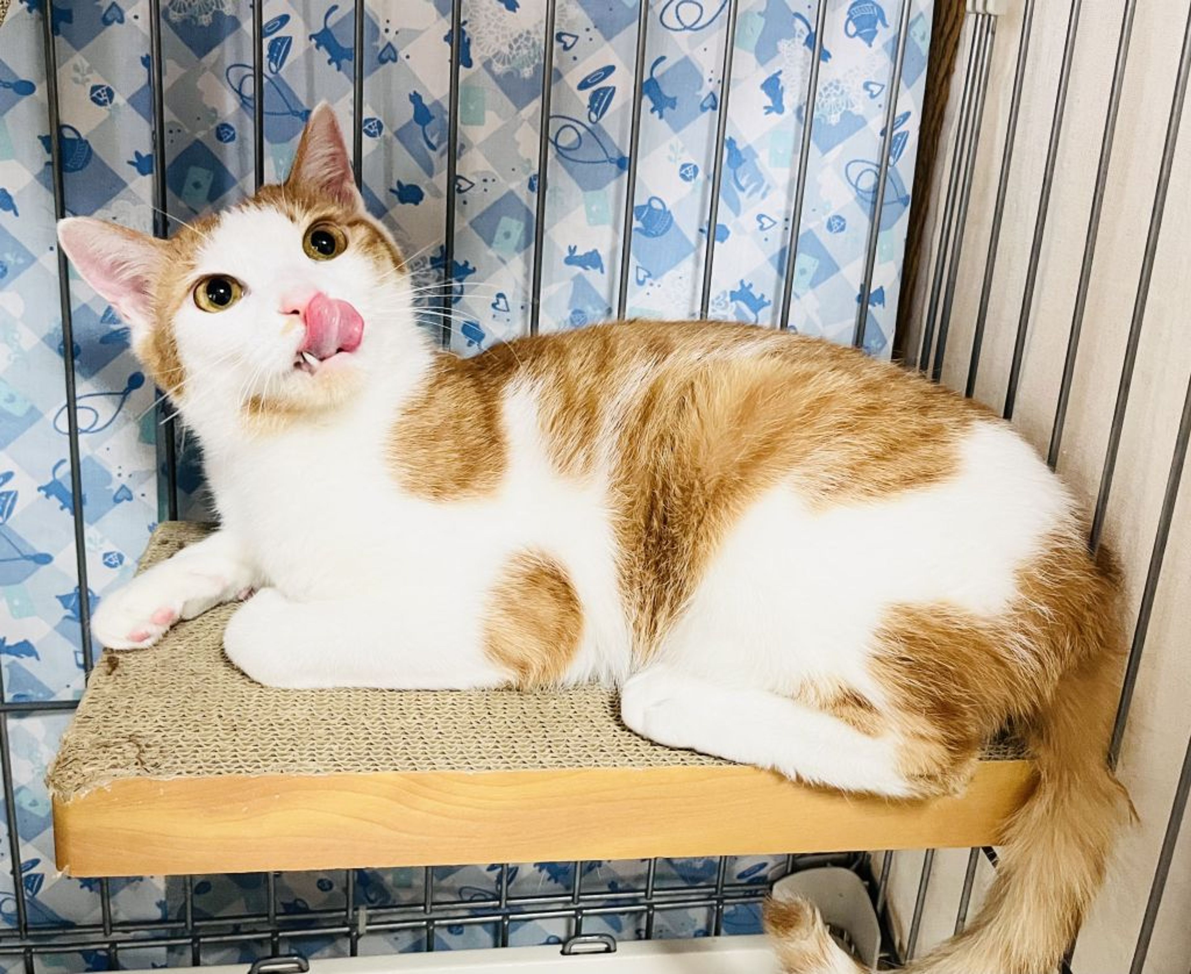 pet-image-5