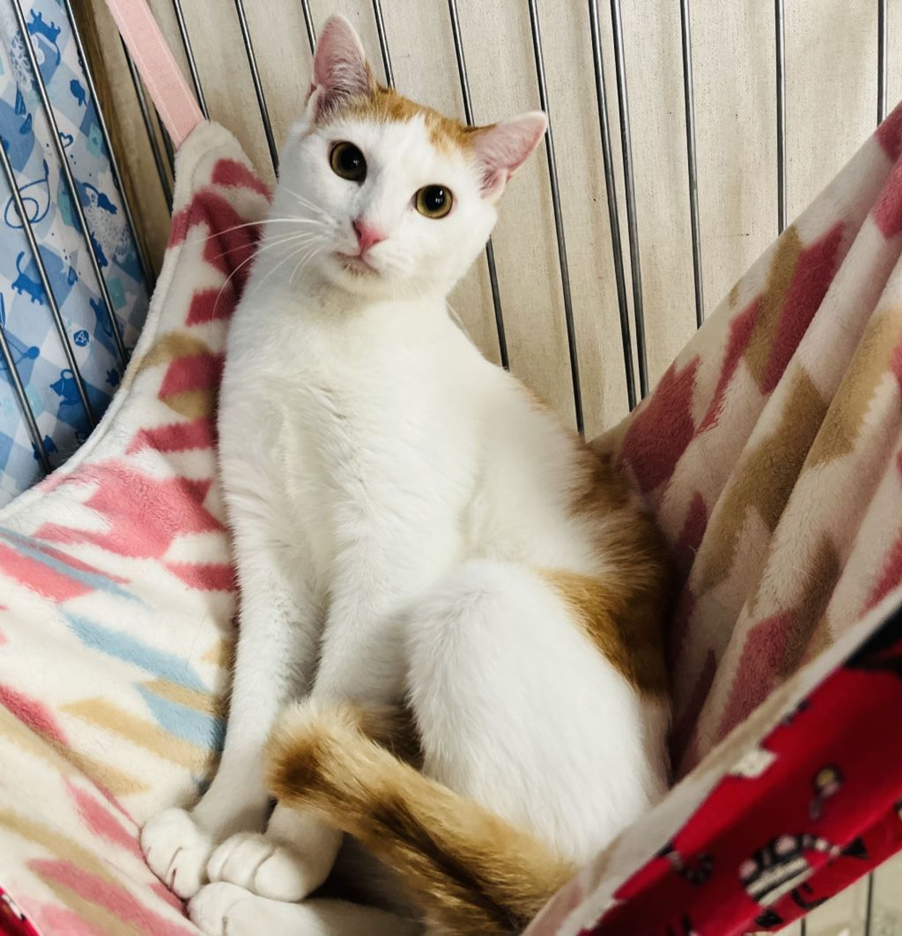 pet-image-6