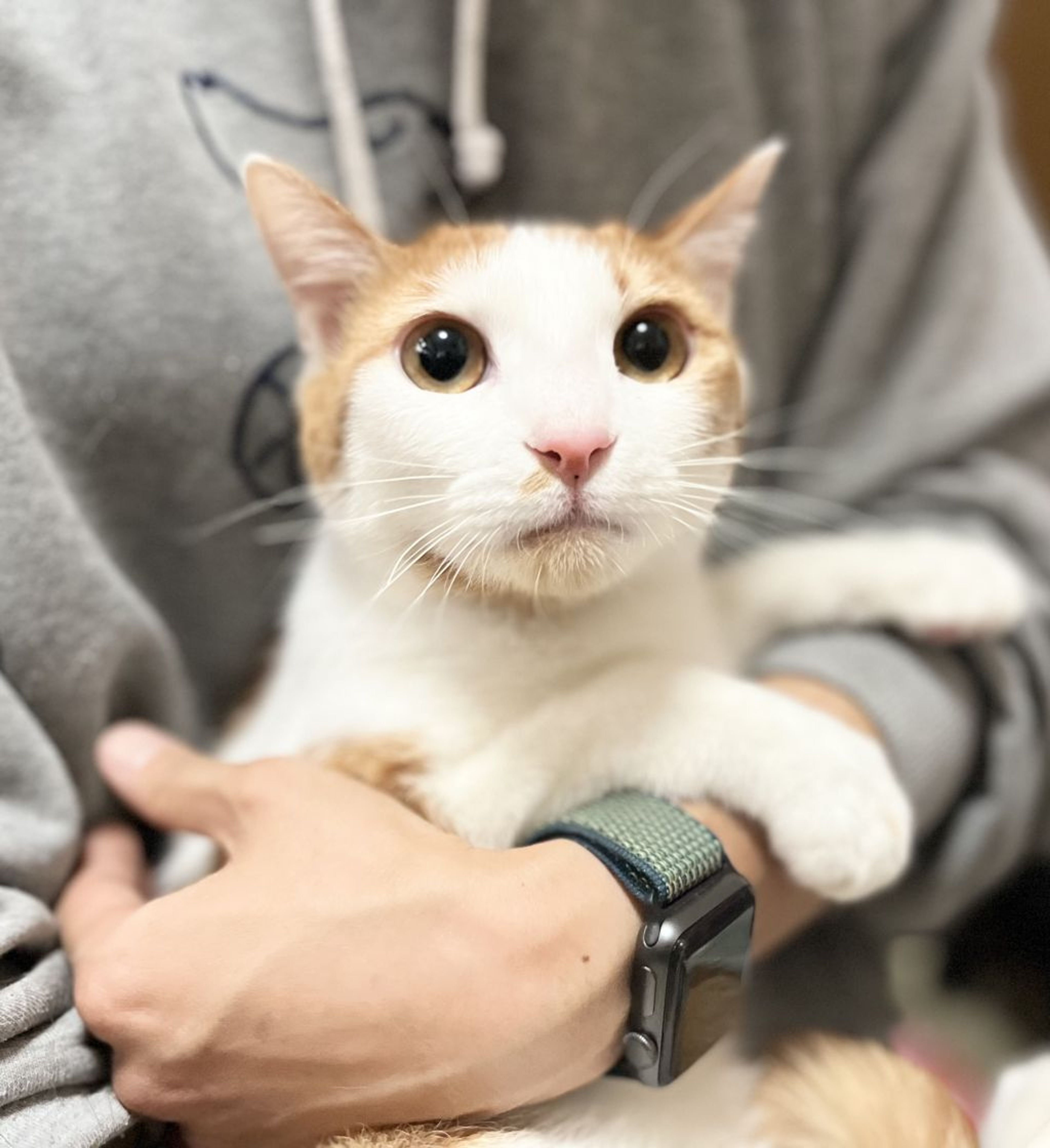 pet-image-7