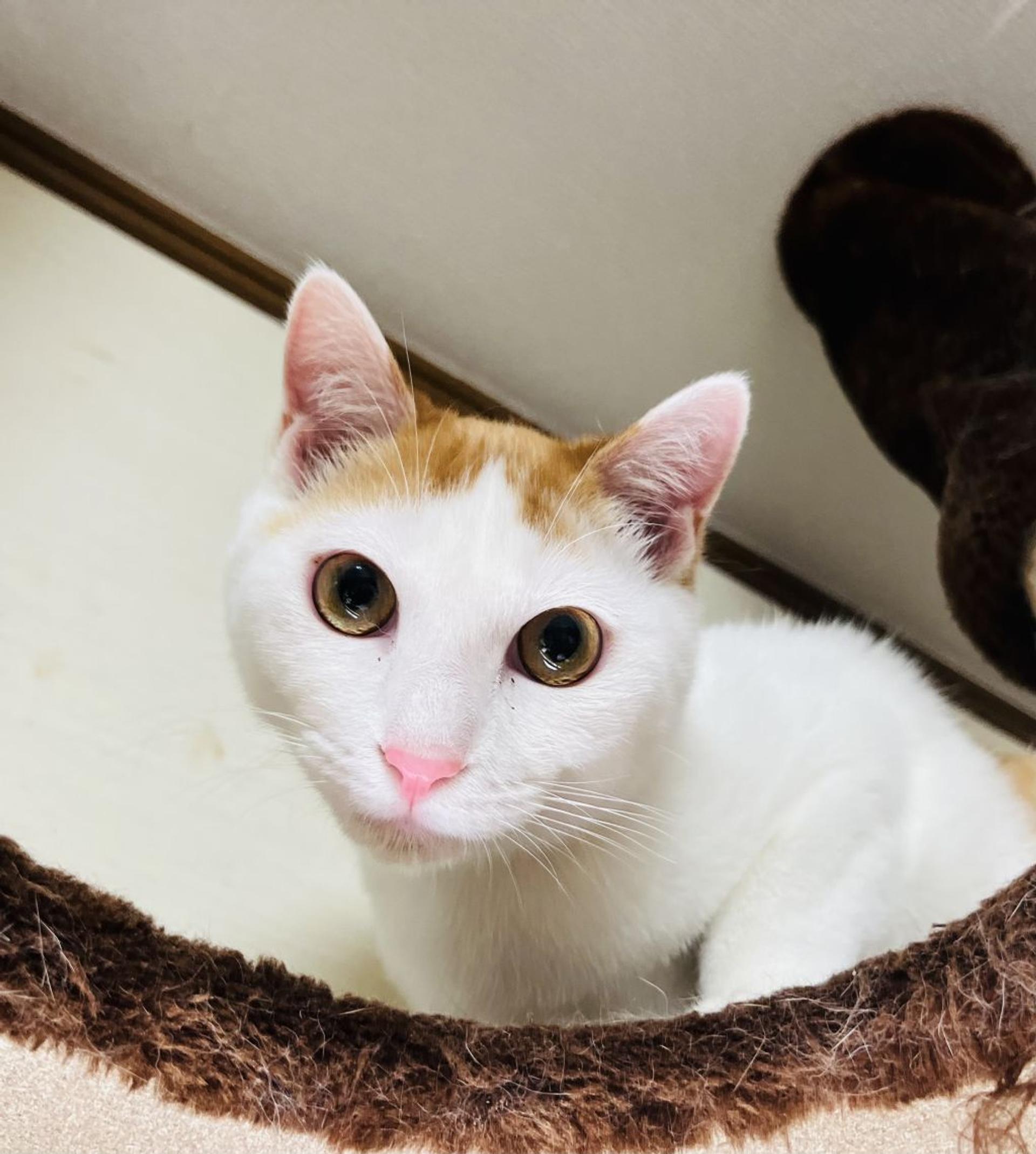 pet-image-8