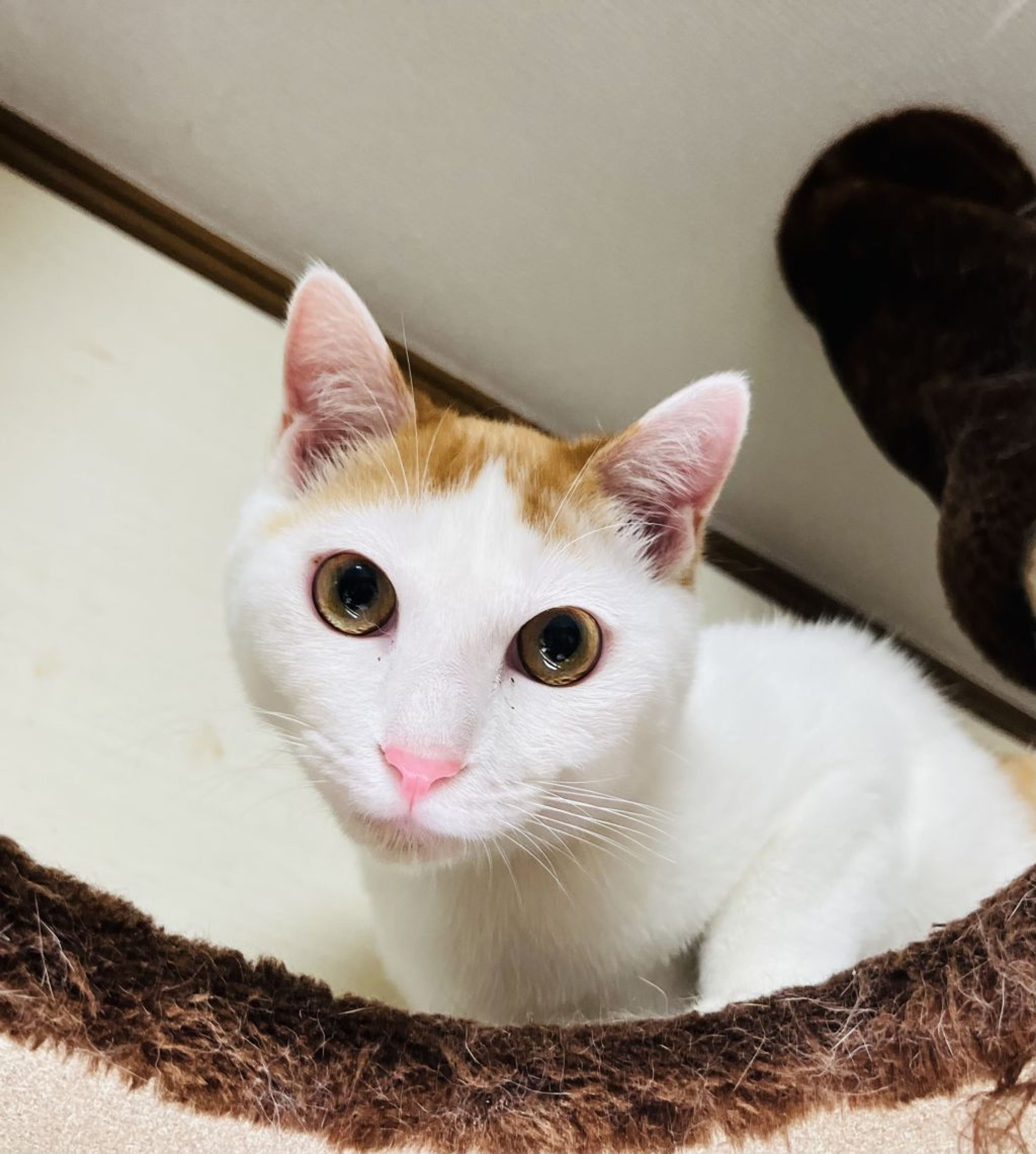pet-image-8