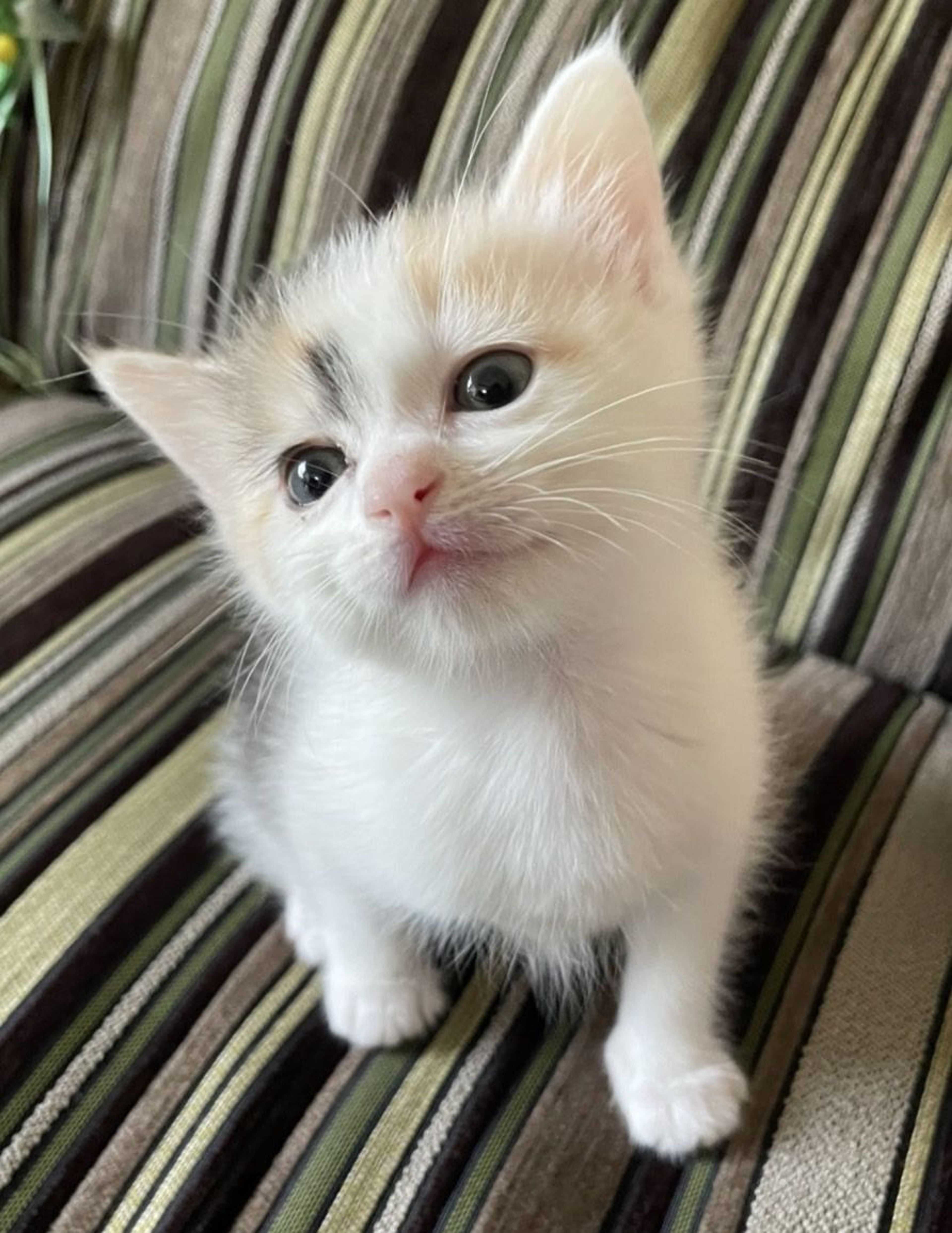 雑種（ミックス猫）・メスの里親募集の写真