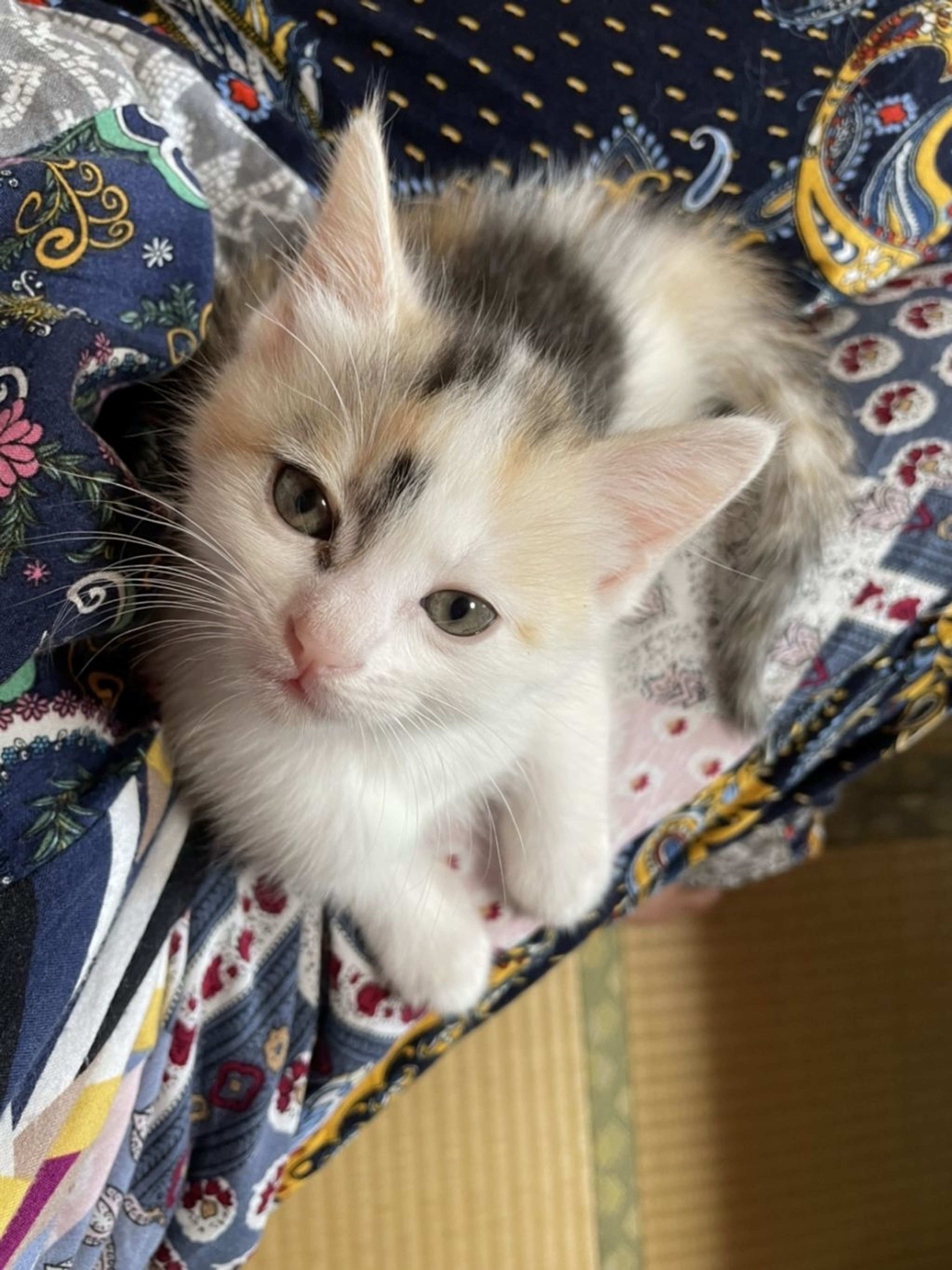 pet-image-3
