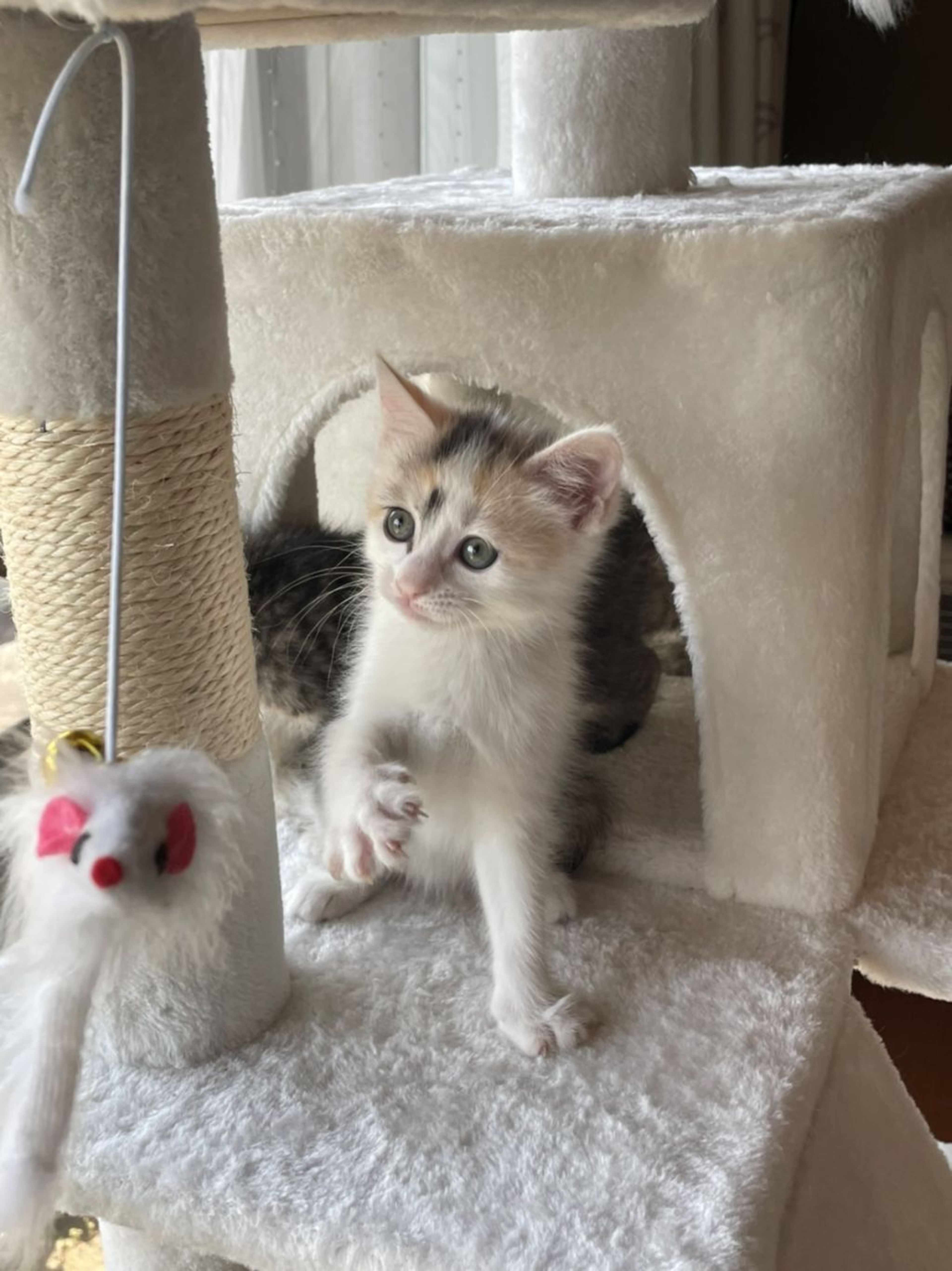 pet-image-4