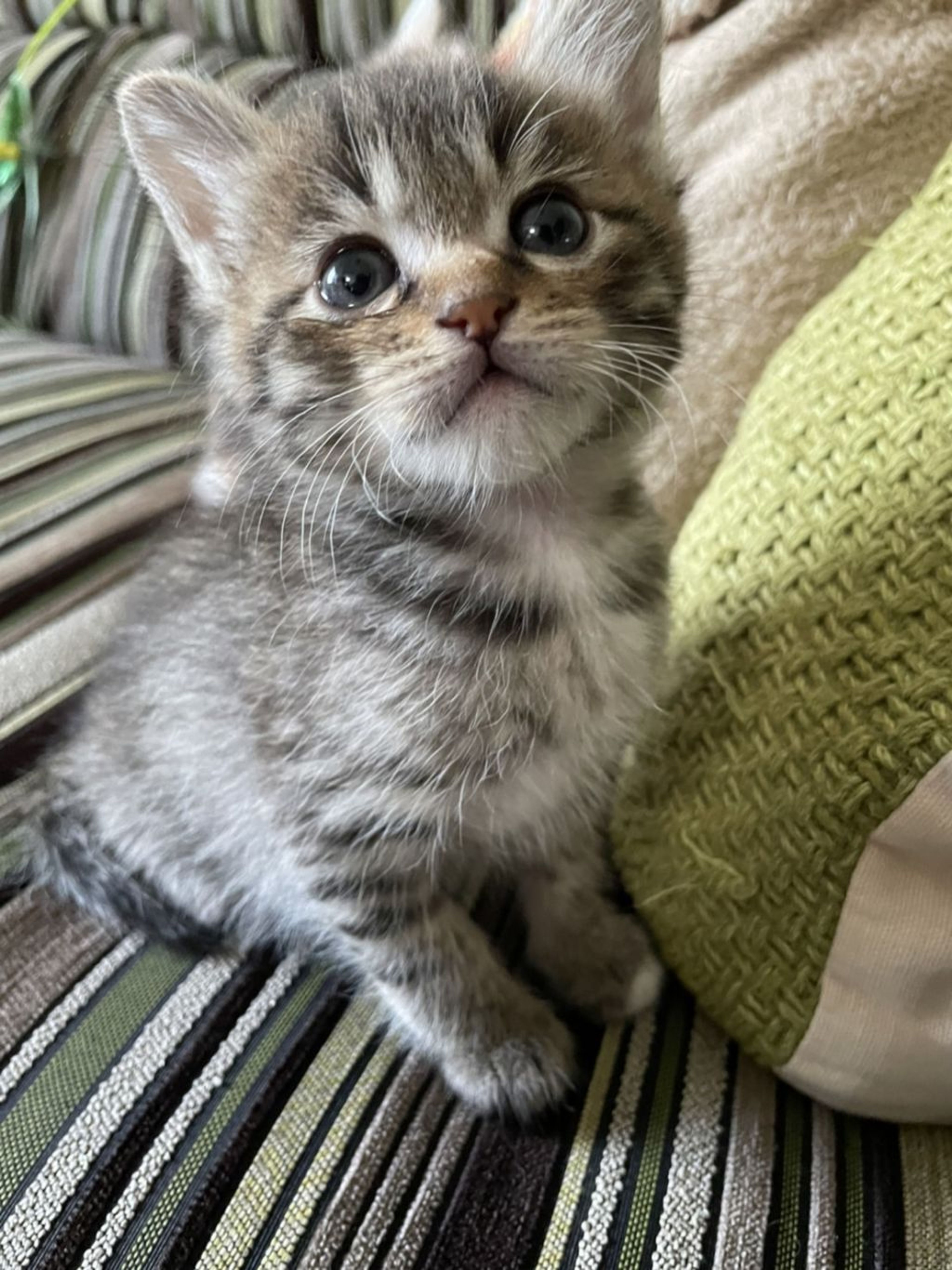 雑種（ミックス猫）・オスの里親募集の写真