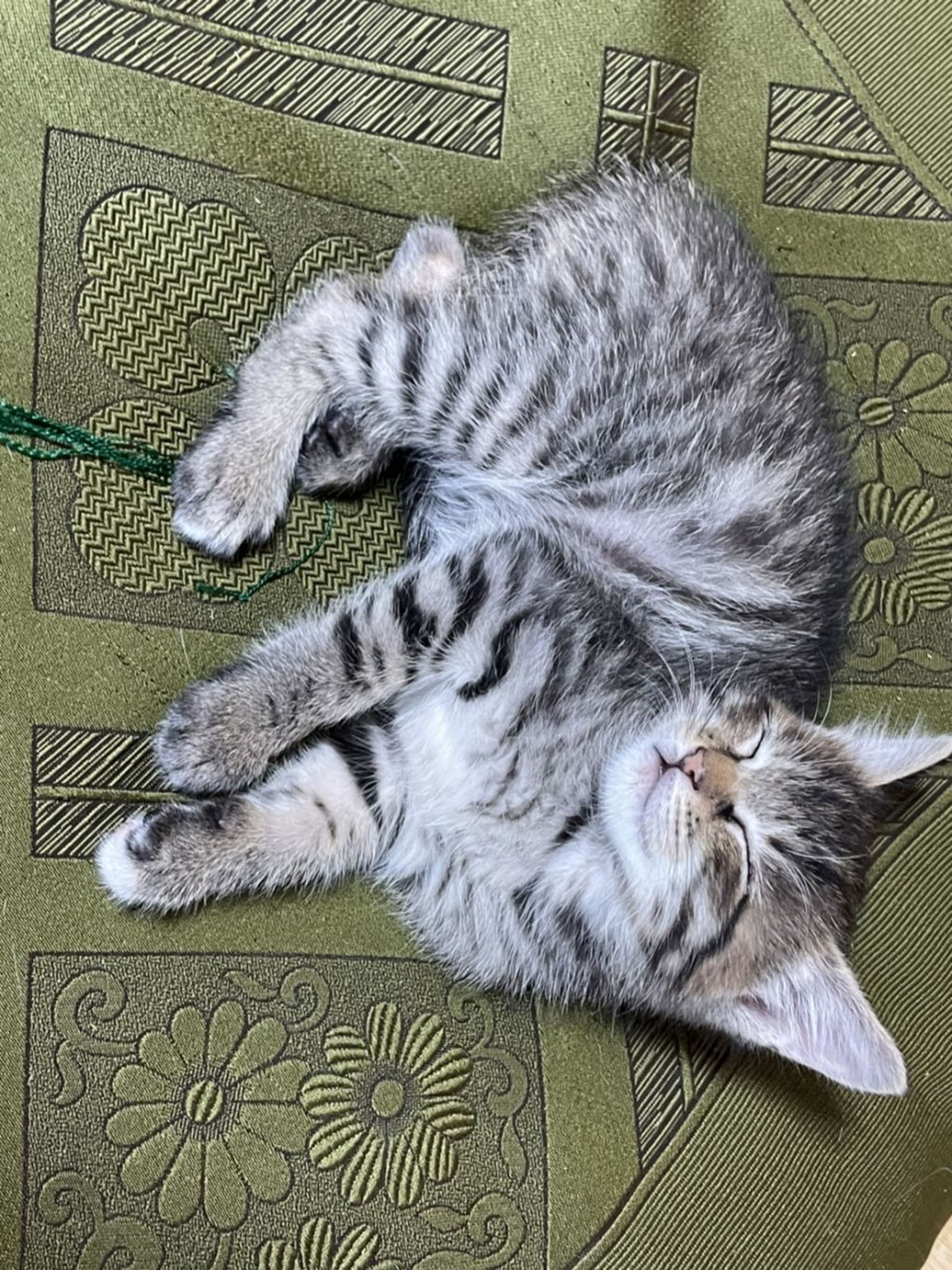 pet-image-5