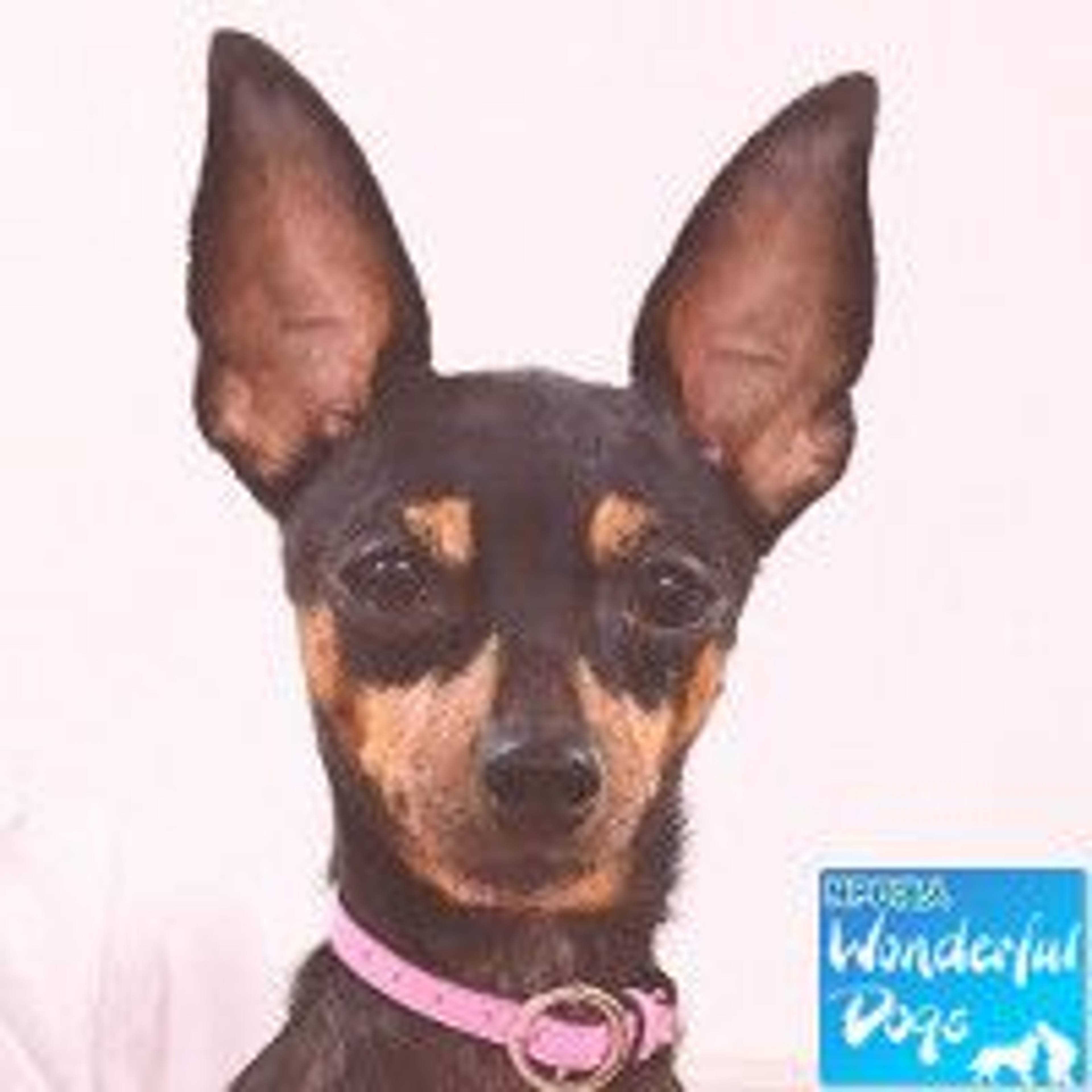 ミニチュア・ピンシャー・メスの里親募集の写真