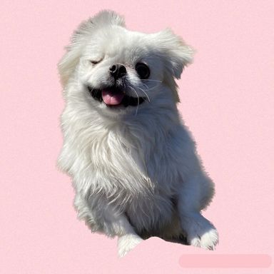 ニク