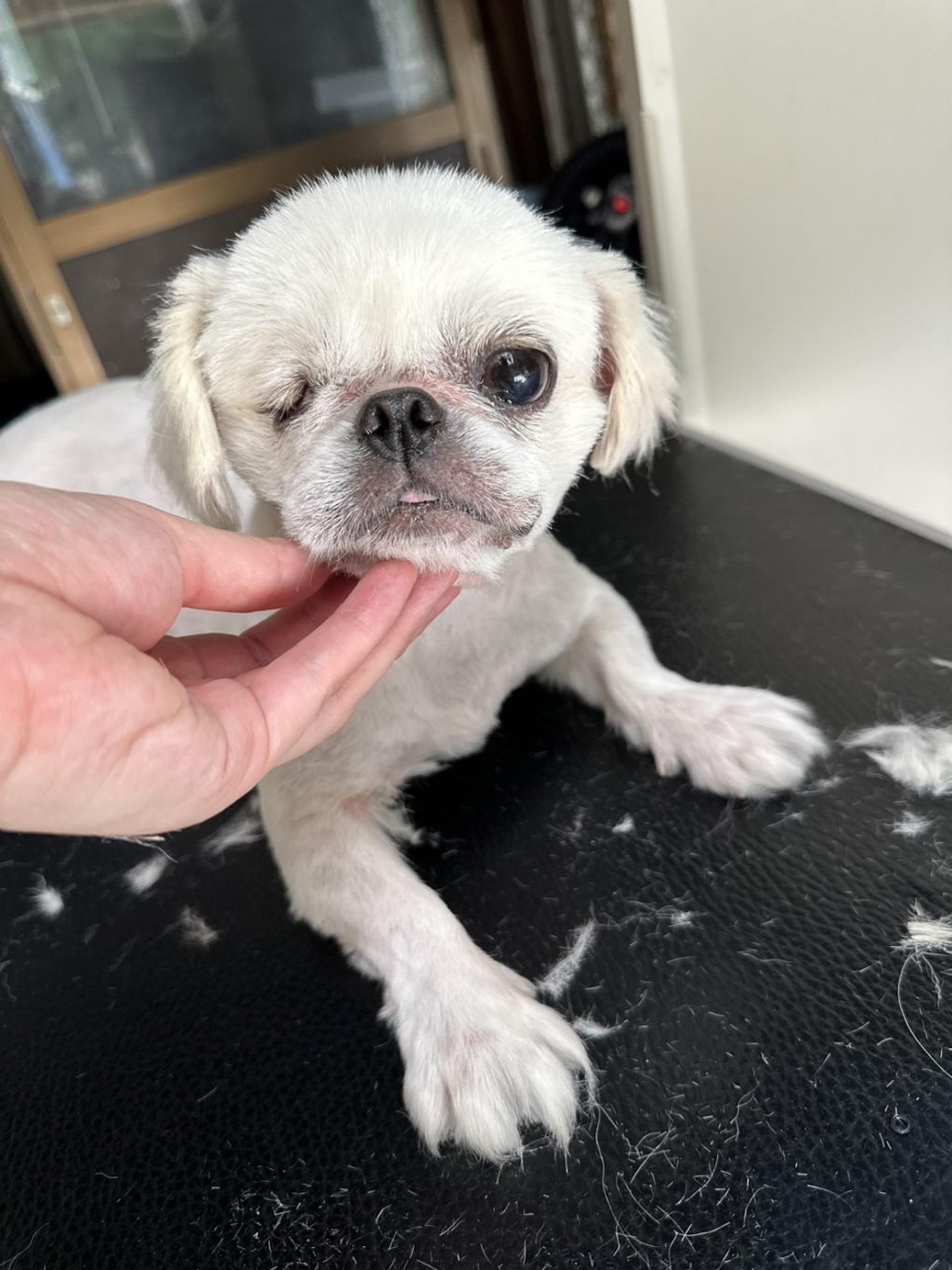 pet-image-3