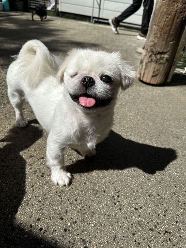 ニク