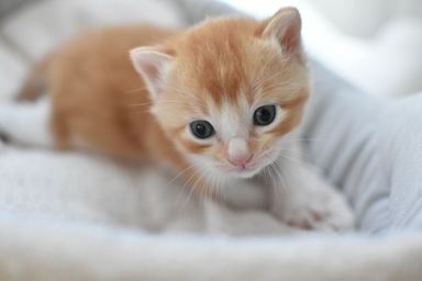 おこわ