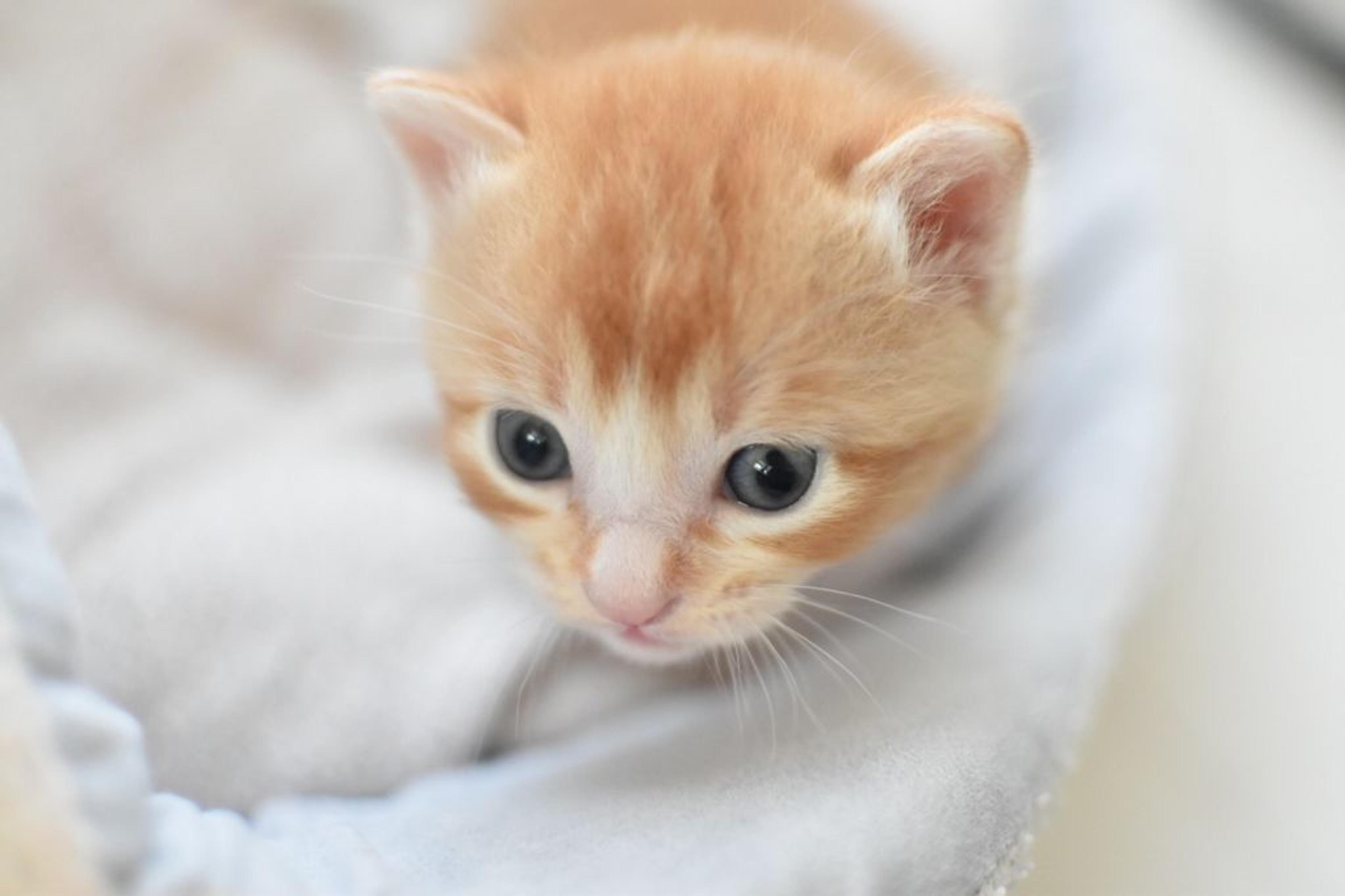 pet-image-4