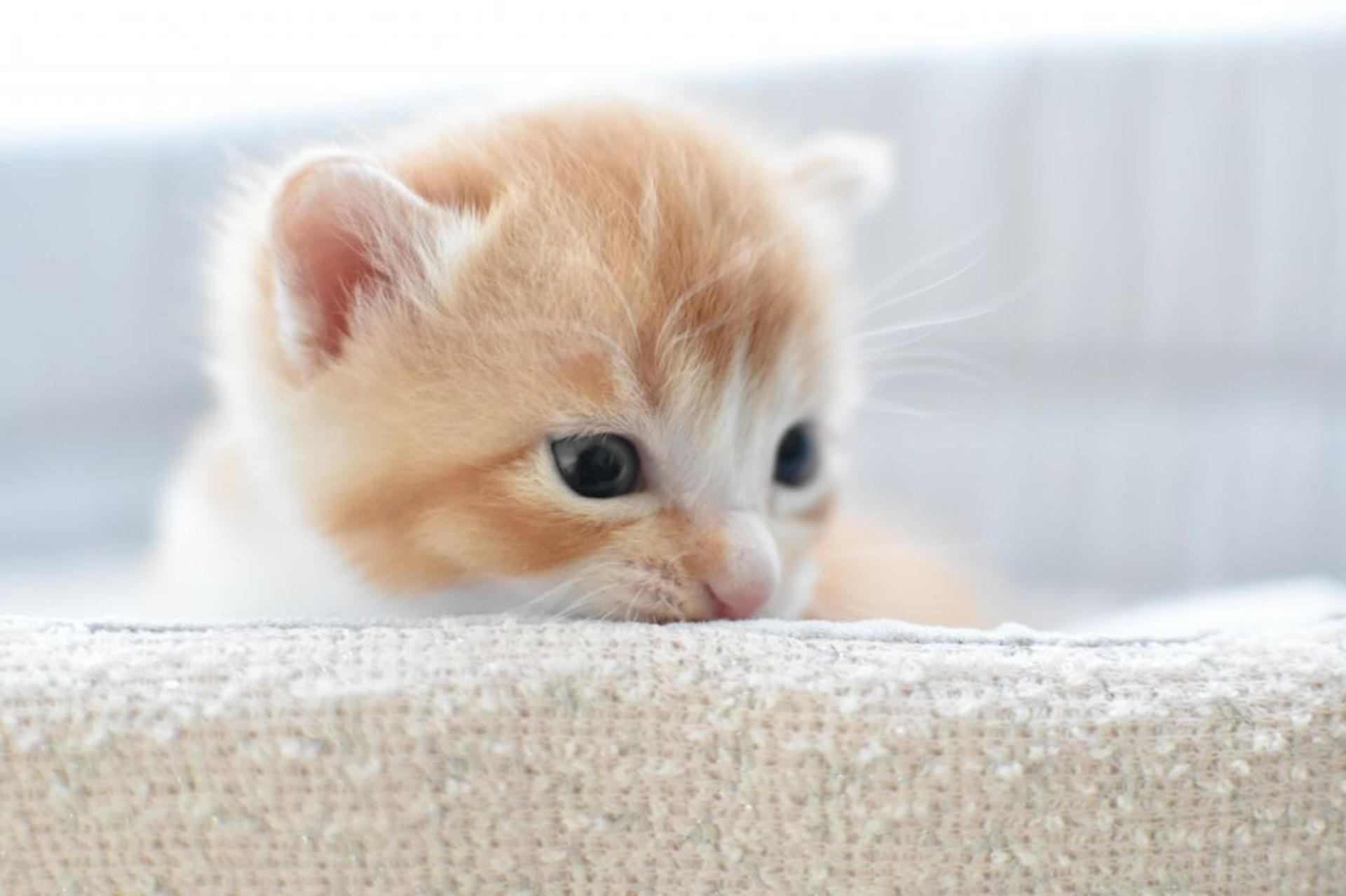 pet-image-5