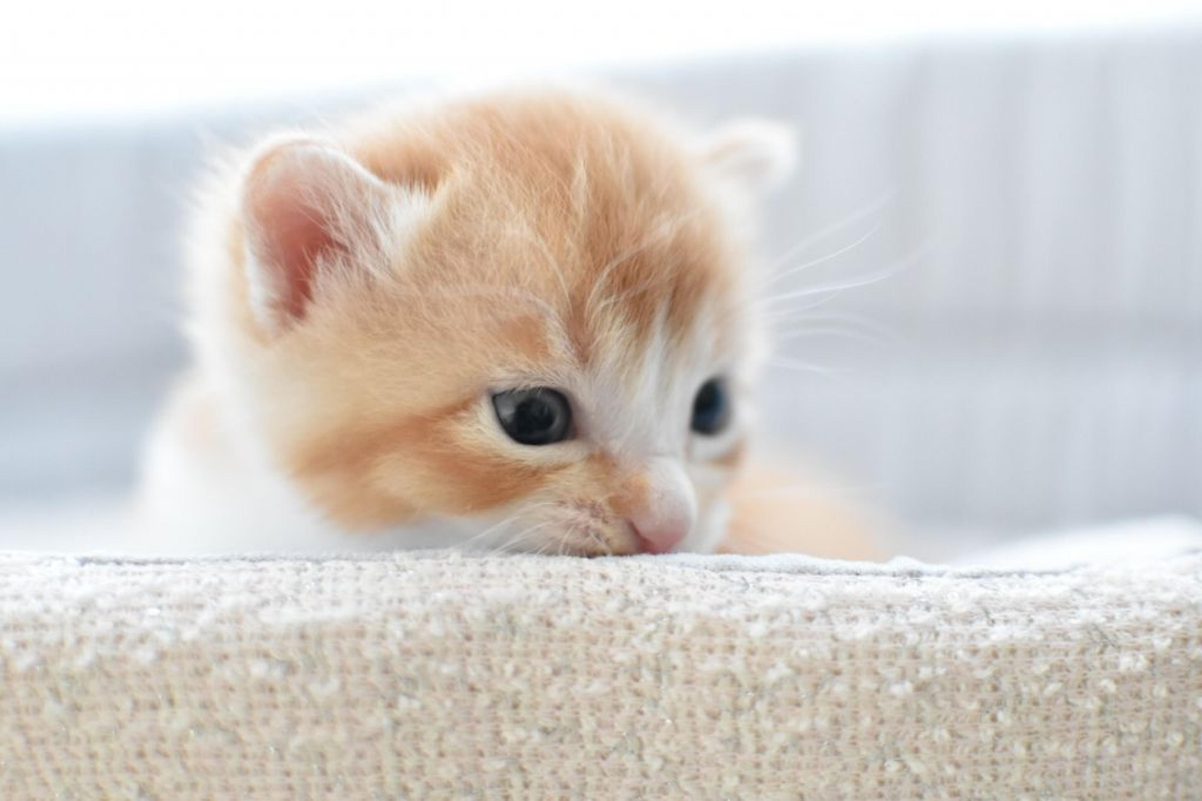pet-image-5
