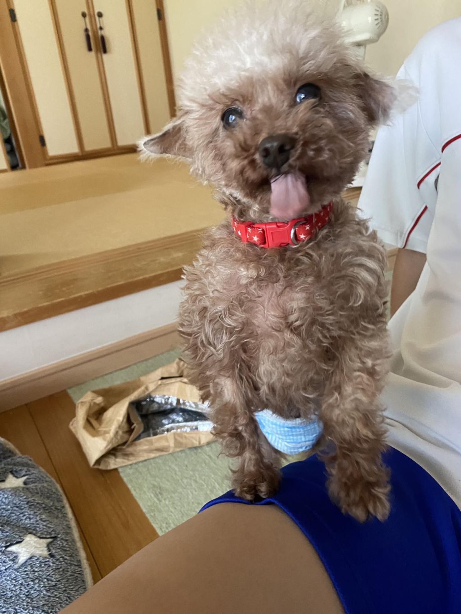 pet-image-2