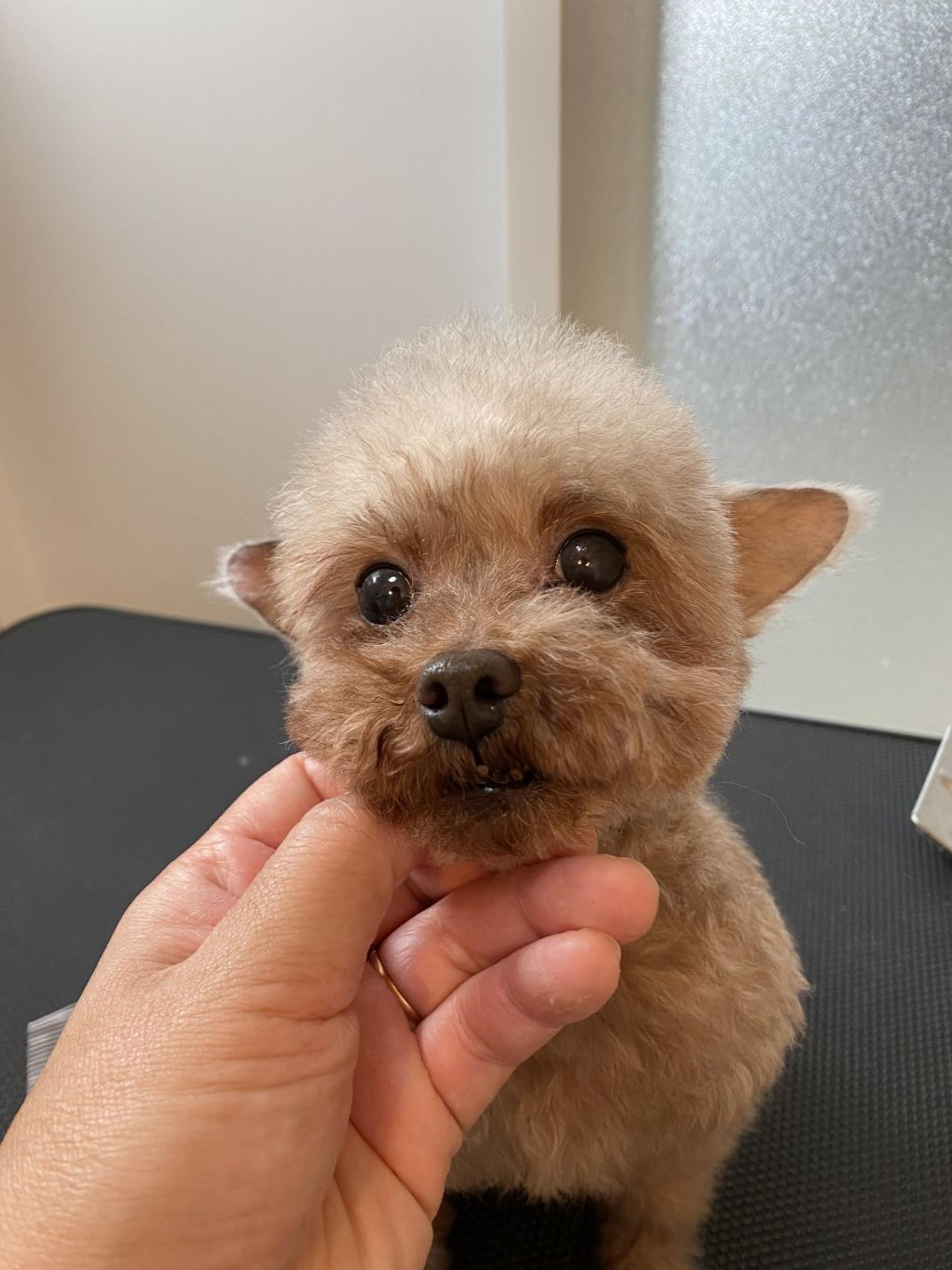 pet-image-5