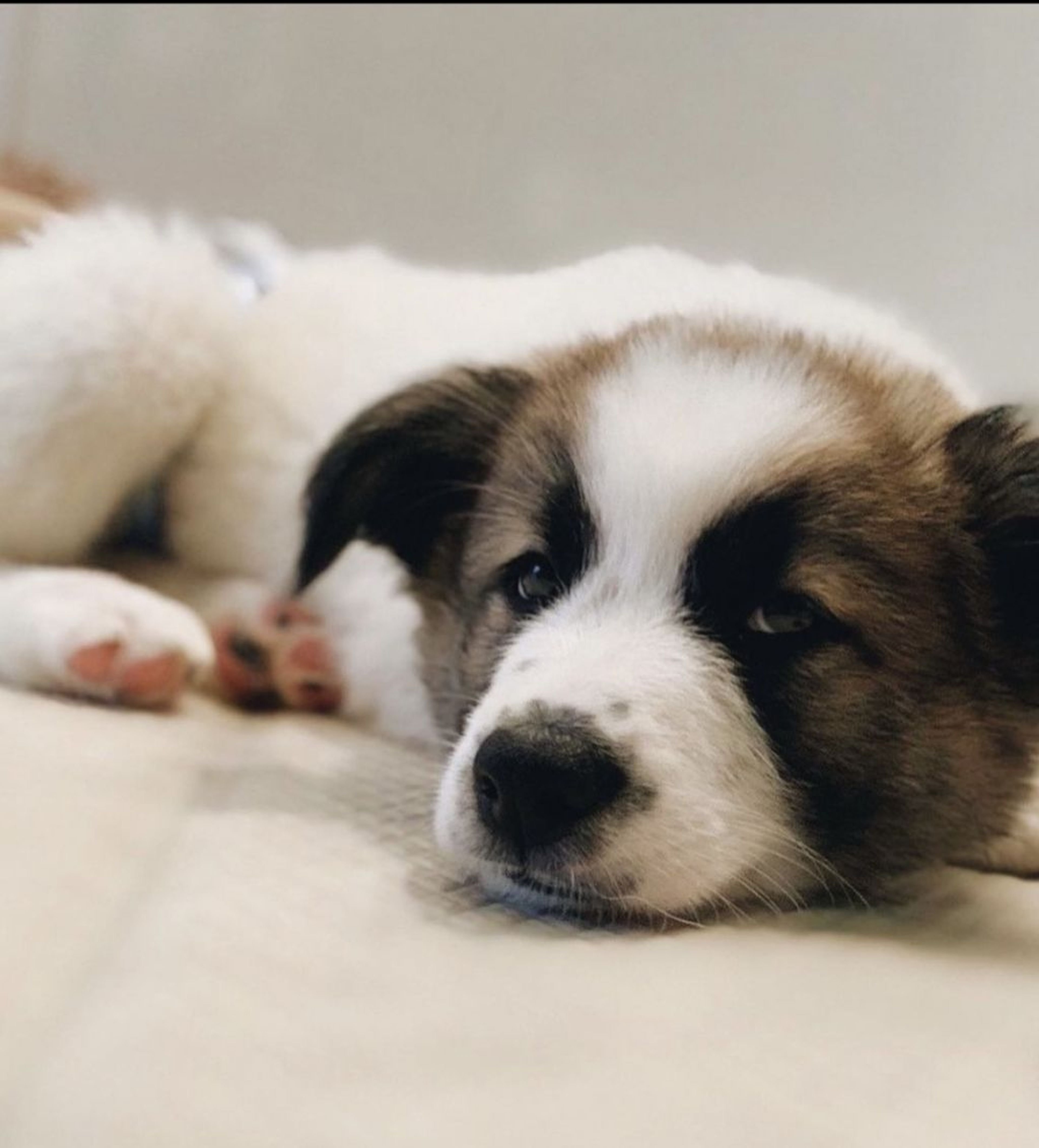 雑種（ミックス犬）・オスの里親募集の写真