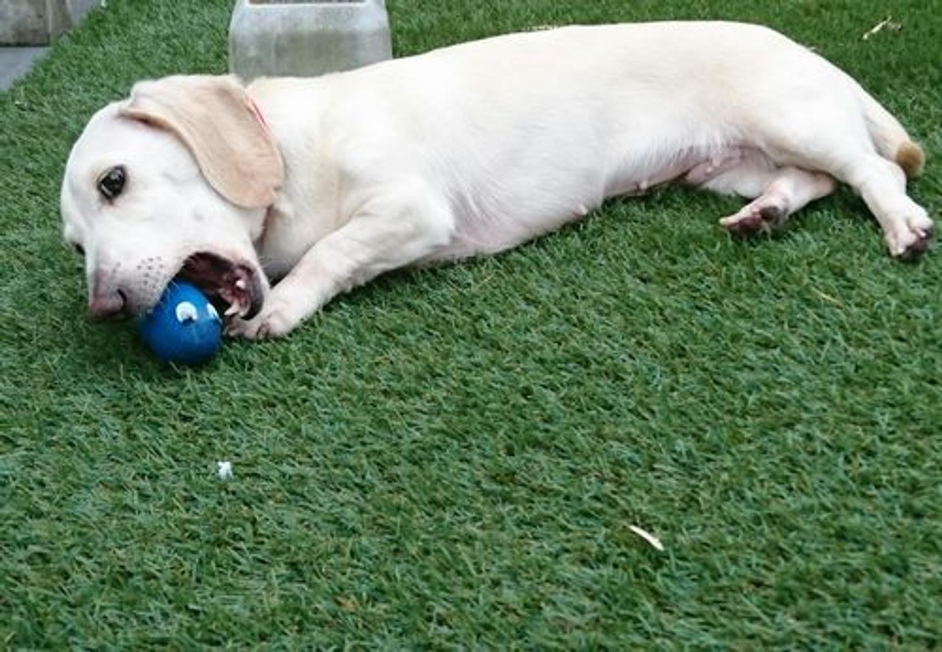 pet-image-2