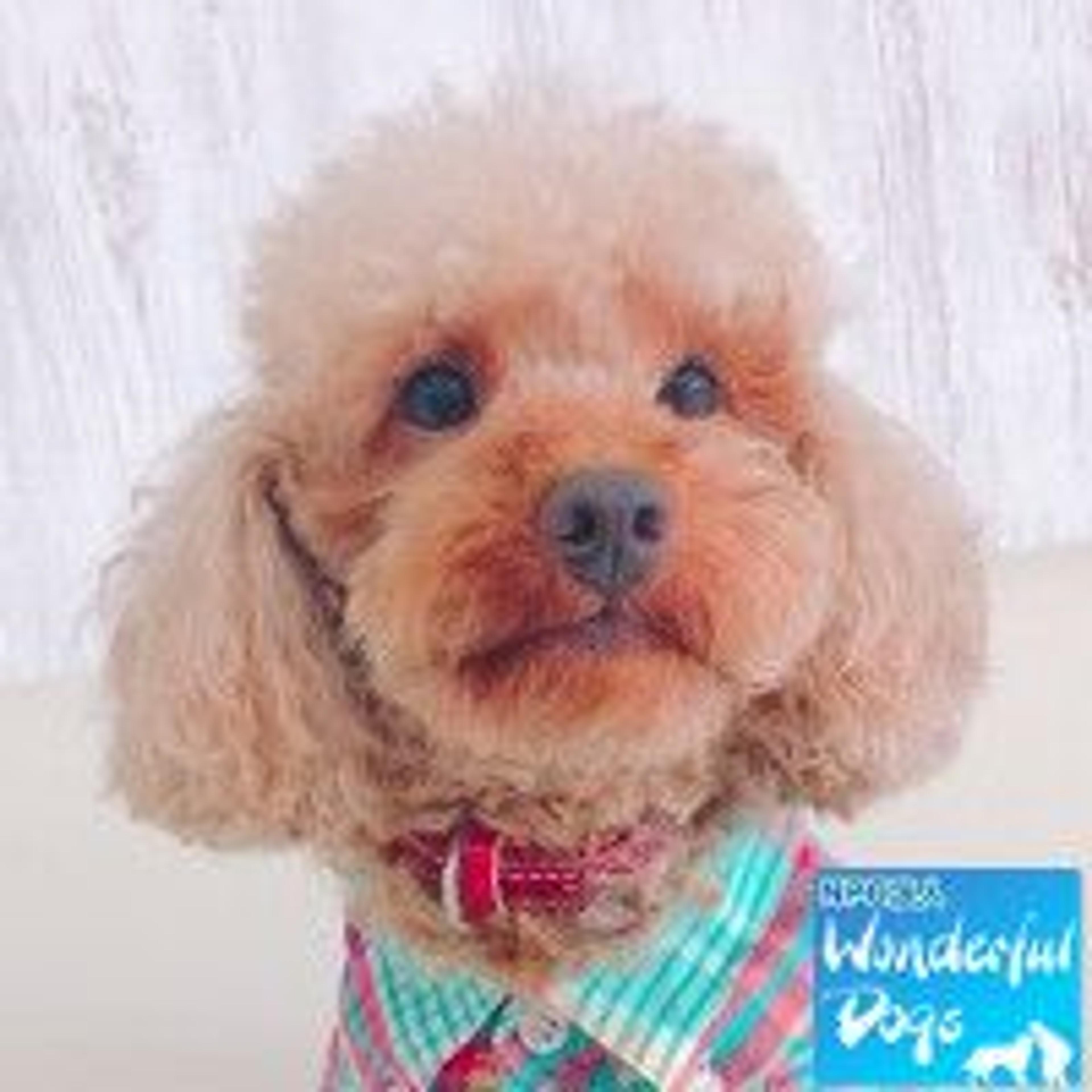 pet-image-2