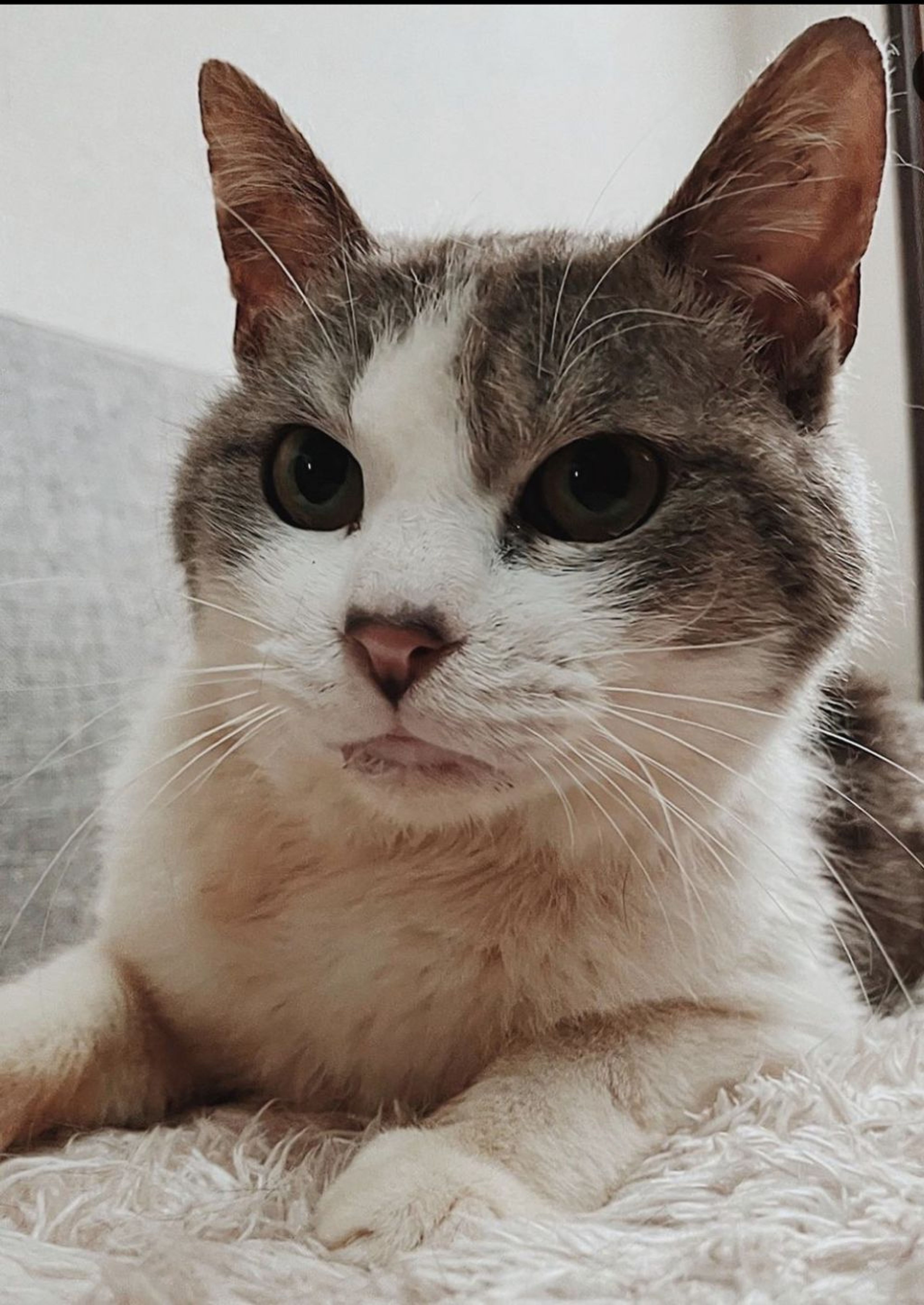 雑種（ミックス猫）・オスの里親募集の写真
