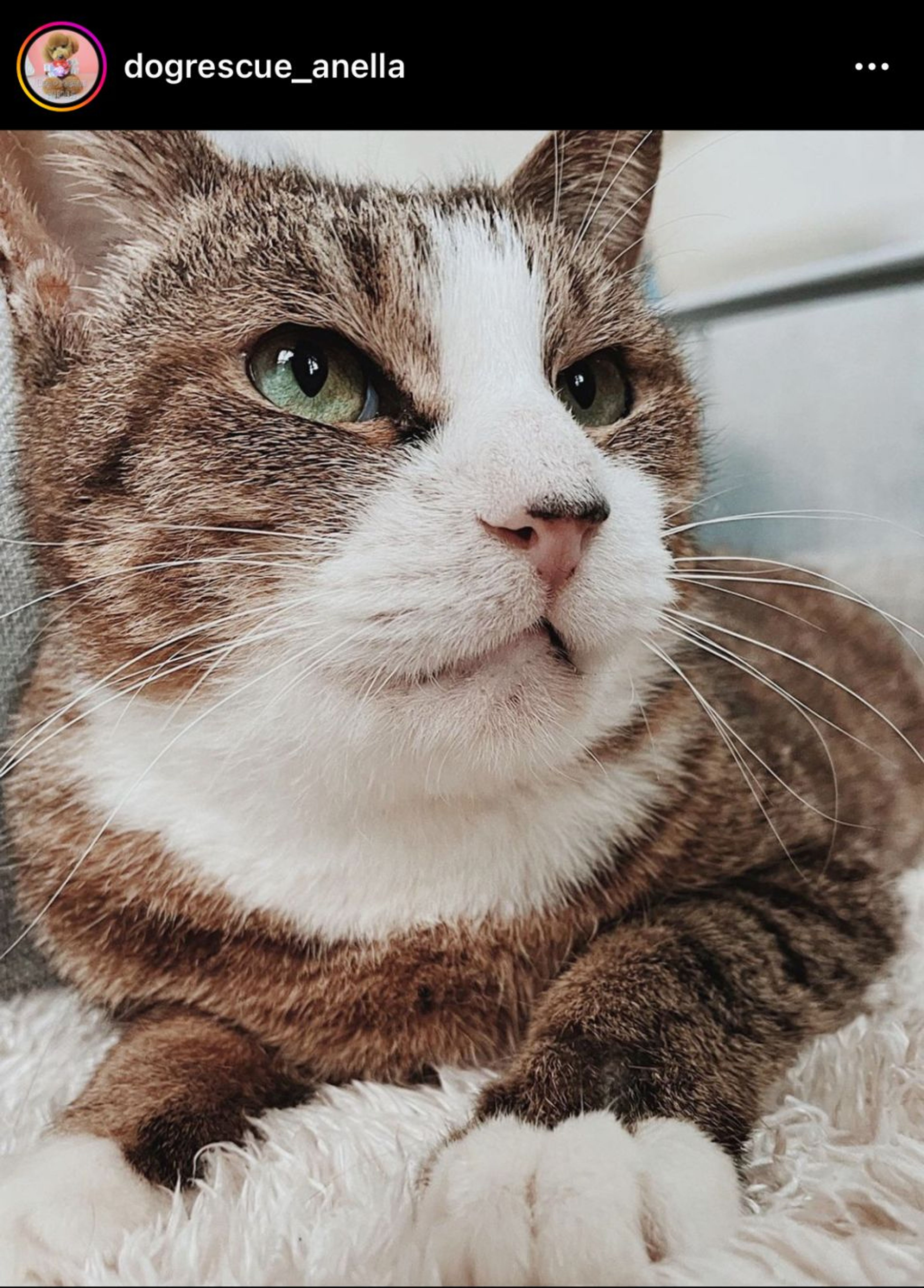 雑種（ミックス猫）・メスの里親募集の写真
